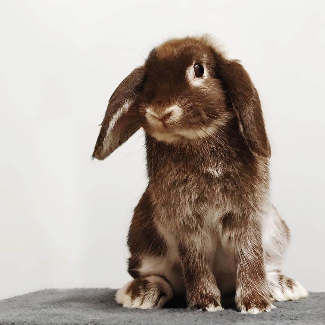 Exempel the bunnyさんのインスタグラム写真 - (Exempel the bunnyInstagram)「Some of you know I have another bunny, named Nyko. Now I finally have found a new buddy for him, her name is Nike. I’m way more active over on their account if you’d like to follow them - @nykobunny ✨」9月25日 15時07分 - exempelthebunny