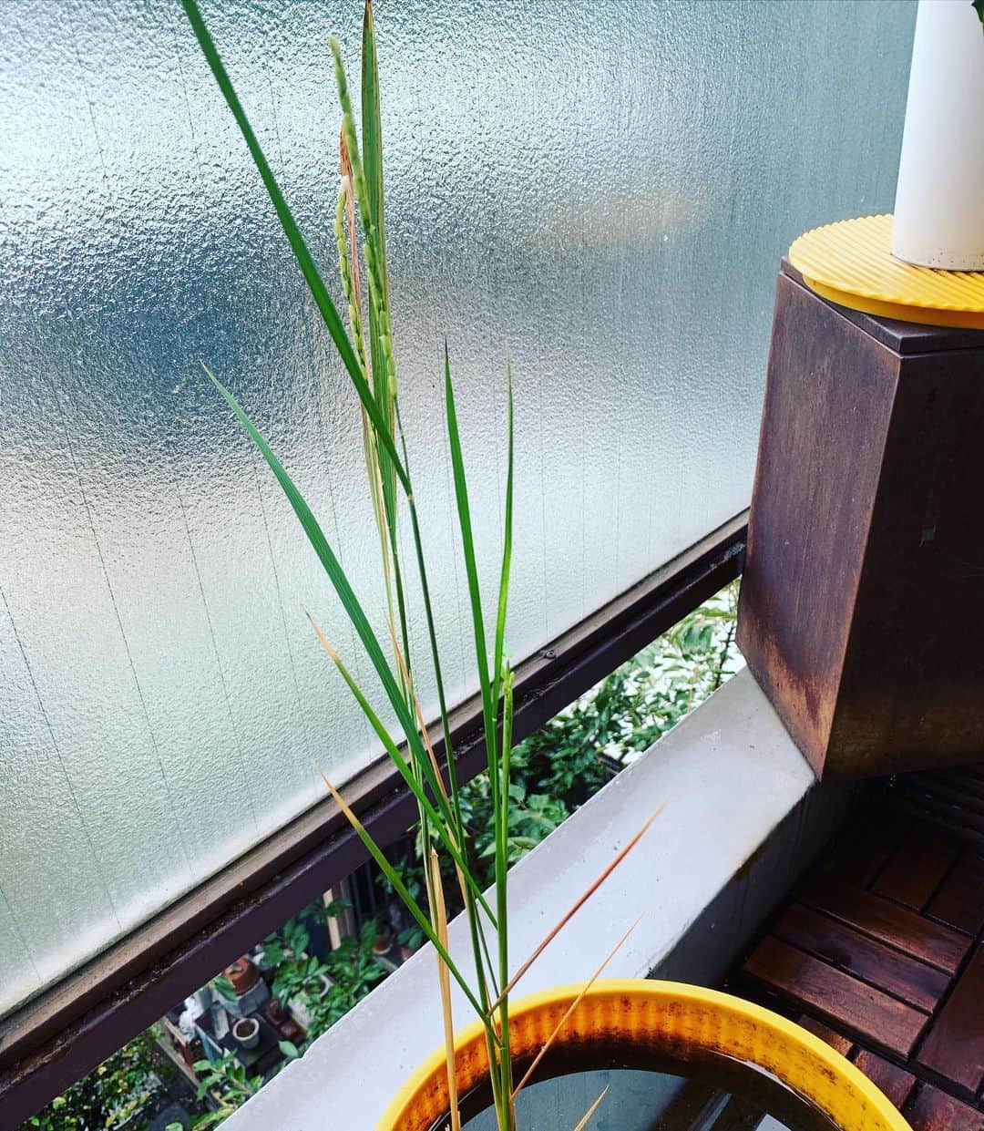 金廣真悟さんのインスタグラム写真 - (金廣真悟Instagram)「. 一本しか育たなかったと諦めていた#バケツ米作り だけど、あれから急激に二本伸びてきて、米をつけ始めました。びっくり！ 収穫が増えて嬉しい！  なかなか見れない、花が咲いた形跡があったのでそれも撮ったよ。」9月25日 15時10分 - shingo_kanehiro
