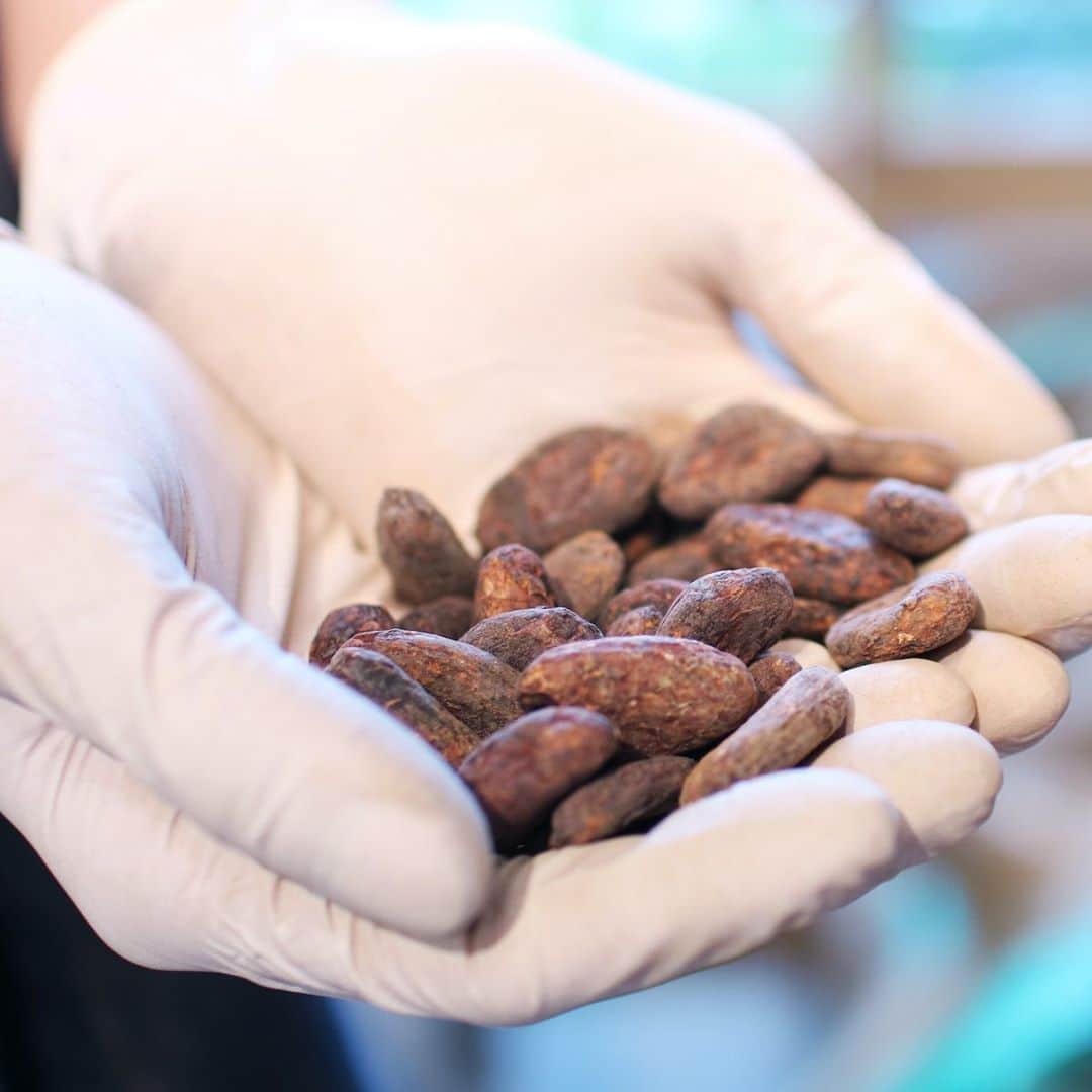 ダンデライオン・チョコレート・ジャパンのグルメインスタ