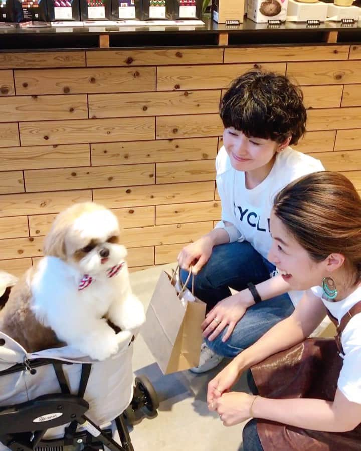 水嶋はちのインスタグラム：「Hachi wags his tail in response!! 🐶💓💓👸👸 * * ボクは綺麗なお姉さんに会っちゃうと わき目はふりません😂🐶❤️ 大好きです‼︎と全身でご挨拶しているボクをご覧くだい😆🐶❤️ * * #はち #HACHI #シーズー大好き部 #なっちゃんとあいかさんlove #なっちゃんはもうすぐママに🤱 #あいかさんマルクルちゃん元気かな #なんとかしてチュッチュしたいボク」