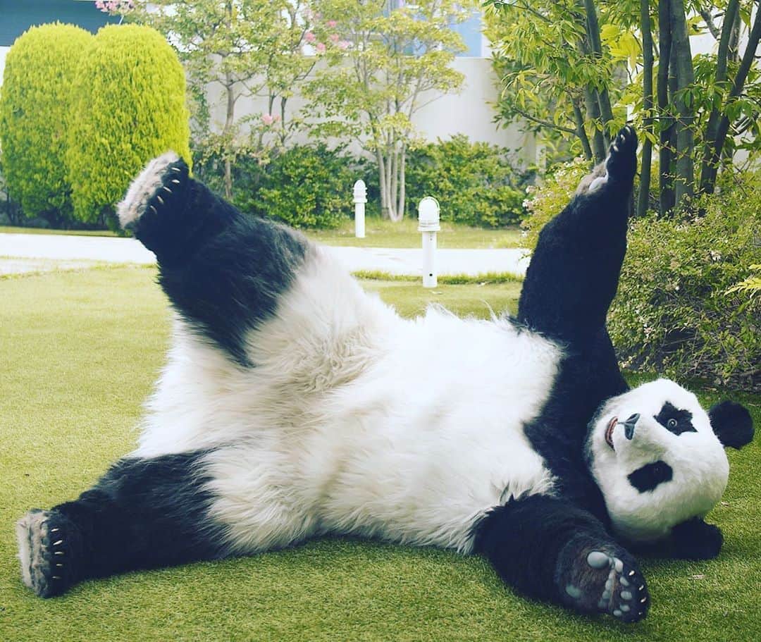 星星（セイセイ）さんのインスタグラム写真 - (星星（セイセイ）Instagram)「💫🐼🌱 #ころん #ごろごろ #だるまさんがころんだ . 今日は上手くできてたでしょ？😎へへっ . #星星 #パンダ #panda #pandagram #パンダ好きな人と繋がりたい #ZIP」9月25日 16時04分 - seisei_panda