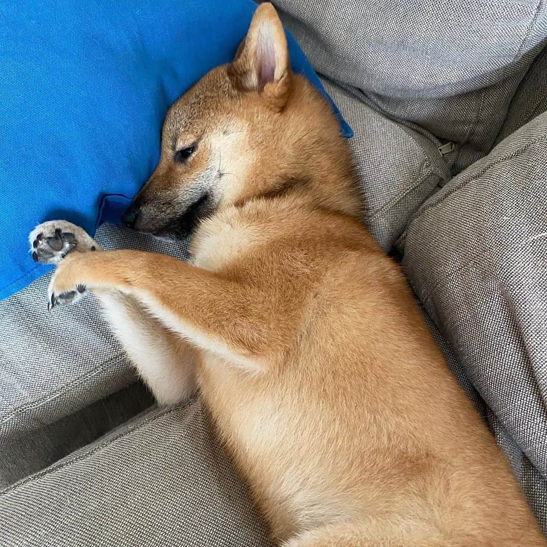 蒼井里紗さんのインスタグラム写真 - (蒼井里紗Instagram)「急に涼しくなって、 ソファーでダラダラする時間が長くなりました。  こまめも、 私も。  #柴犬 #柴犬のいる暮らし  #しばいぬだいすき  #しばすたぐらむ🐕  #秋」9月25日 16時13分 - risaoi328