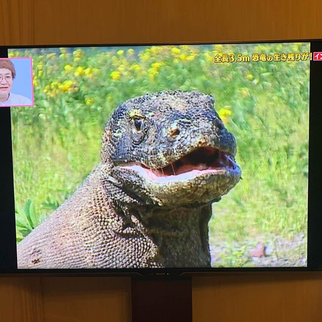 渡香奈さんのインスタグラム写真 - (渡香奈Instagram)「明日はとうとう「天才！志村どうぶつ園」ラストの放送です😭先週はコモドドラゴンVTRで私も出演させていただきました！🐊すっごく大変ですっごく楽しい特別な経験をさせていただき感謝ばかりです‼︎💕2.3.4枚目ドラゴンくんのベストショットが決められなくて😆どれが1番可愛いかなー⁈なんて可愛い表情するんだ…😌💘 明日も世界中のどうぶつ達に会えるの楽しみすぎる！19時〜日テレを見ながらお見送りしましょ✨😌🙏🏻🙏🏻🙏🏻 #16年間ありがとう #天才志村どうぶつ園 #志村園長 #沢山の優しさと感動をありがとう #恐竜好き #動物好き #コモドドラゴン #ドラゴン #冒険 #インドネシア #コモド島 #自然を守ろう」9月25日 16時28分 - kanarina1261