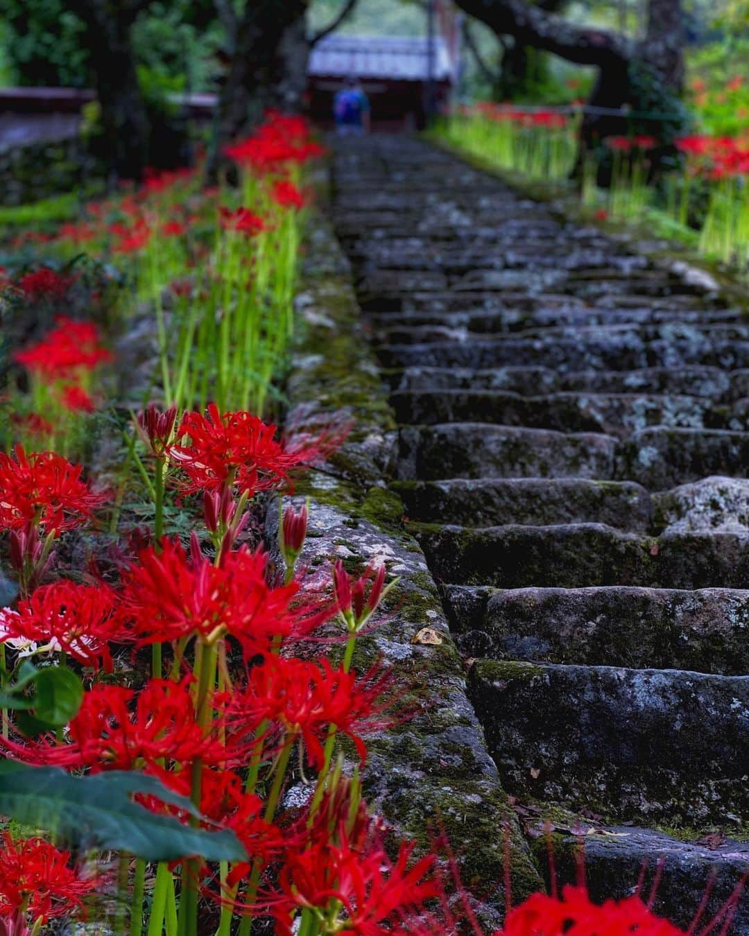 hama_aki_pppさんのインスタグラム写真 - (hama_aki_pppInstagram)「奈良県宇陀市#佛隆寺  Location Nara Japan    2020年9月22日    この日は快晴ではなく若干の曇り空☁️それならばと暗めに仕上げてみました　 　  #神社仏閣　 #寺院仏閣　 #寺社仏閣  #美しい日本　 #日本庭園  #曼珠沙華  #じゃらん花畑  #花のある風景  #わたしは奈良派  #奈良県景観資産  #こころから  #タビジェニ　 #日本ツアーズ　 #flower_captures  #japan_bestpic_  #top_favorite_shots  #japantrip  #inspring_shot #beautiful_kansai #japanesetemple  #japanesegarden  #loves_united_japan  #jalan_travel  #otonatabi_japan  #igbest_shots  #flower_special_  #flower_igers  #allthingsofbeauty_」9月25日 17時15分 - hama_aki_ppp