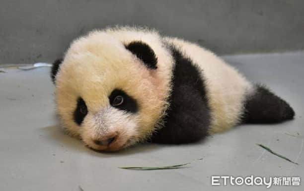 iPandaさんのインスタグラム写真 - (iPandaInstagram)「Baby panda Yuan Bao born at the Taipei Zoo is now 89 days old and weighs 5.2 kg. She has been practicing crawling recently and the breeders find out she keeps trying to sneak out of the nursery house, while her mom, Yuan Yuan, will notice it and bring the naughty girl back home.  (Photo credit: Taipei Zoo; special thank to ETtoday) 🐼 🐼 🐼 #PandaNews #CCRCGP #FriendshipMessenger #PandaPic #HowGiantPandasGrowUp」9月25日 17時08分 - ipandachannel