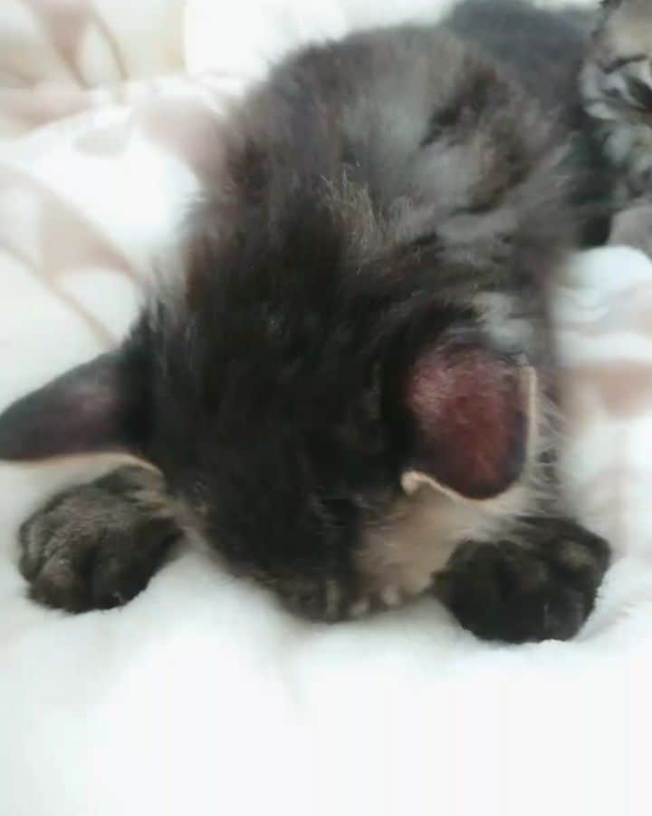 のインスタグラム：「． ． ． おねむの時間😪💤 ふみふみ🐾 ． ． #猫 #にゃんこ #猫好き #ねこすたぐらむ #ふわもこ部 #ねこのきもち #ねこのいる生活 #猫好きさんと繋がりたい #お昼寝 #🐱 #カメラ #カメラ女子 #カメラ好き #車好き #フリーモデル #企業モデル #広告モデル #撮影モデル #一ノ瀬奈々 #撮影 #モデル #portrait #canon #photo #cat」