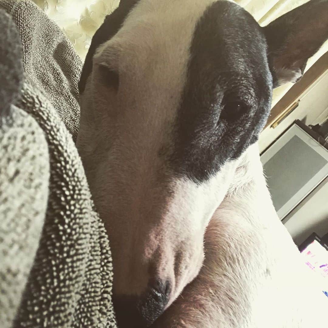 Q太郎さんのインスタグラム写真 - (Q太郎Instagram)「#minituru#bull#terrier#minibullterrier#miniturubullterrier#dog#dogstagram#cute#qtaro#love#family#ミニチュア#ブルテリア#ミニチュアブルテリア#Q太郎」9月25日 17時17分 - qtaro.jun