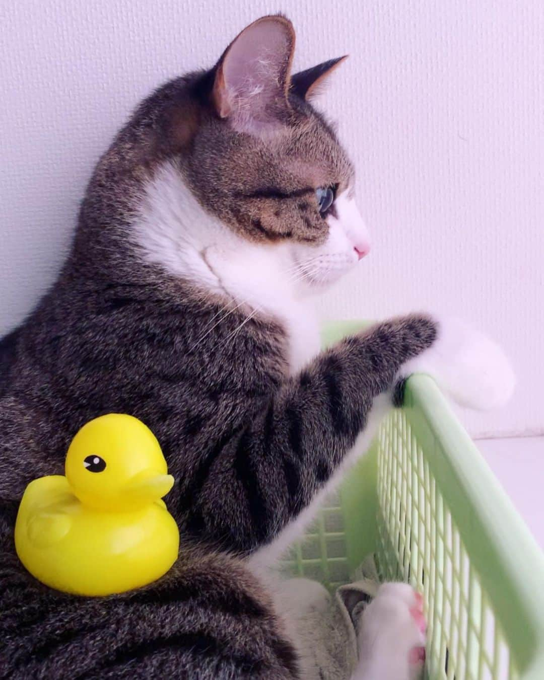 すずめくんさんのインスタグラム写真 - (すずめくんInstagram)「🐥🐥  ひよこ は、"すずめ" の 名前の由来になった動物🐣  クレヨンしんちゃんで "しんちゃんがひよこを拾って育てる" っておはなしがあるんだけど、そのひよこを "すずめ" と名付けて可愛がるの🐣  "すずめ" の名前はそれを真似てつけたのです❣️🐥  Chick🐤🐤🐤  #ひよこ #chick   #cat #ねこ #猫 #고양이 #ネコ #gato #kedi #кошка #chat #にゃんすたぐらむ #9gag #ねこ部 #保護猫 #ねこのきもち #แมว #cutecat #neko #catlife #catsofinstagram #cats_of_world #猫との暮らし #ねこすたぐらむ #beautifulcat #beautifuleyes #catlover」9月25日 17時33分 - suzume0513