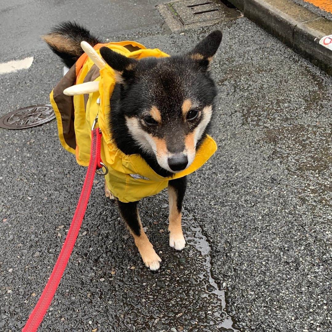 岩瀬玲さんのインスタグラム写真 - (岩瀬玲Instagram)「打ち合わせの後こちらに お礼を伝えにいきました  なんか今月下旬になったら急に忙しくて嬉しい😏  それにしても今日は小雨がずっと続いて困った〜 ワンコのお散歩に困る💦  #忙しいの好き #ビューティアドバイザー #岩瀬玲」9月25日 17時29分 - akirakkuma