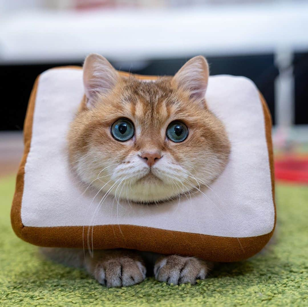 Hosicoさんのインスタグラム写真 - (HosicoInstagram)「Hosico In Bread 🍞 #catbreading」9月25日 17時45分 - hosico_cat