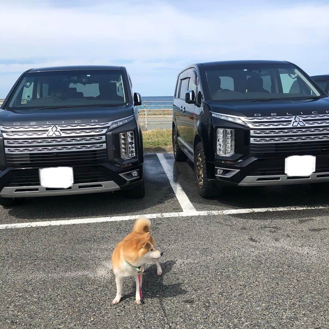 柴犬小春のインスタグラム