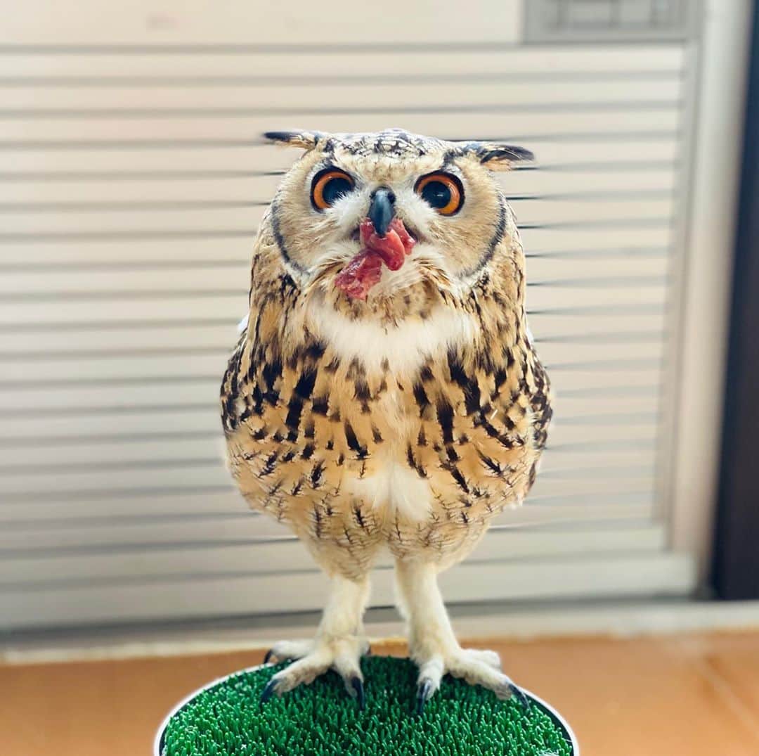 GEN3 Owlのインスタグラム：「お一つどう？🍖 He seems to give me meat. #owl #owlgaru」