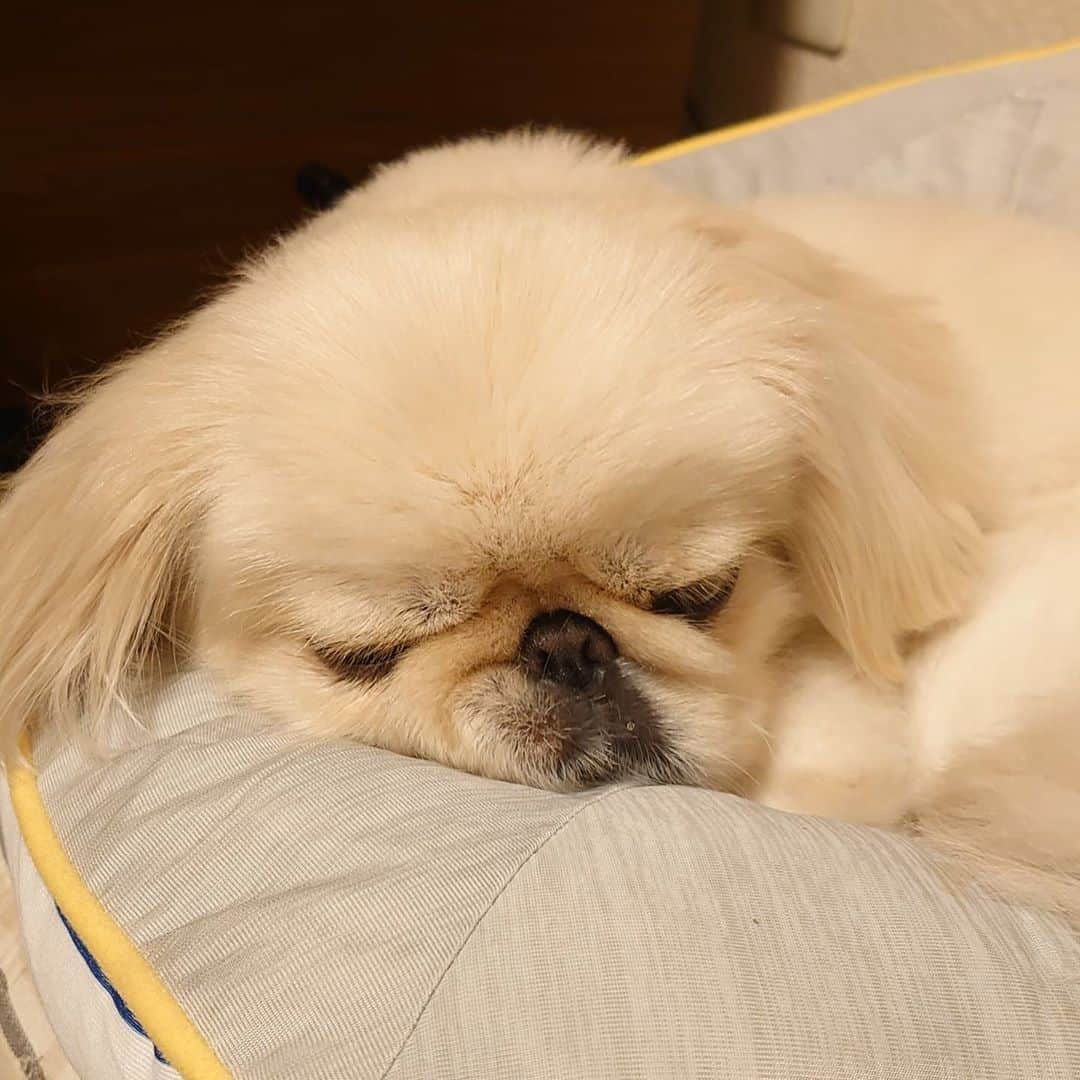 Kukkaのインスタグラム：「お顔ゆがんでるけどかわいい(*´-`)」