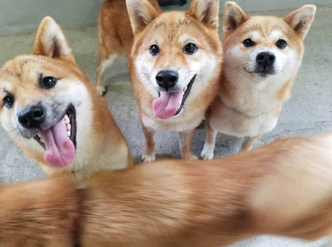 柴犬たま Shibainu Tamaのインスタグラム