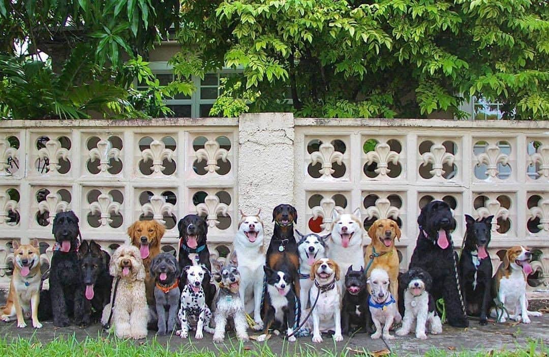 8crapさんのインスタグラム写真 - (8crapInstagram)「I thought it’s impawsible to get all the dogs looking at the camera?! - Want to get featured like them? Join “The Barked Club” on FACEBOOK and post something now! 👉 barked.com - 📷 @woofpackmiami with @mateo_miamibeagle - #TheBarkedClub #barked #dog #doggo」9月25日 19時00分 - barked
