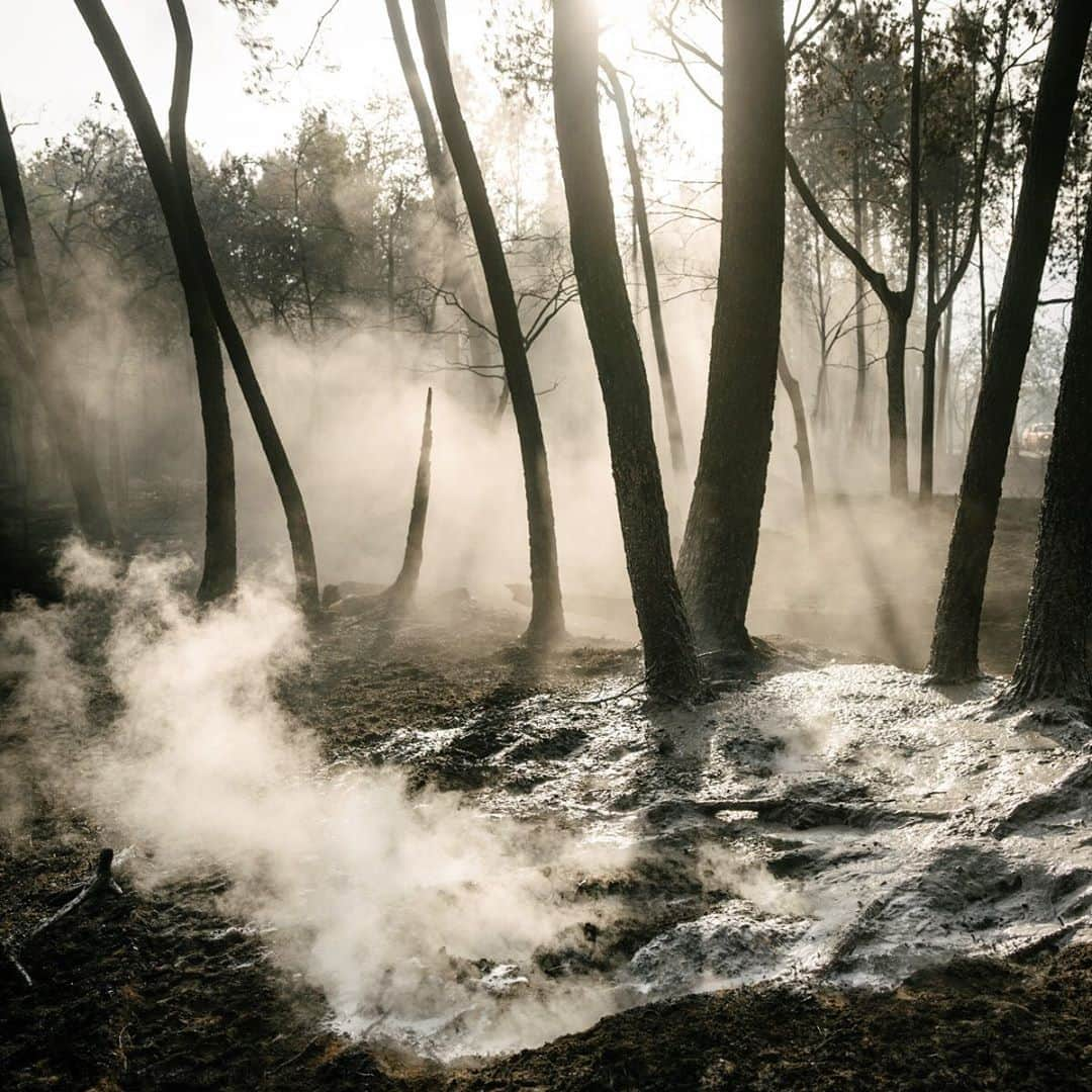 National Geographic Creativeさんのインスタグラム写真 - (National Geographic CreativeInstagram)「Photo by Matthieu Paley @paleyphoto / After a forest fire, smoldering spots are identified one by one and the thick layer of humus that covers the forest floor is extinguished. Using powerful hoses, firefighters douse the ground with a mix of water and wetting agent, a chemical substance that increases the spreading and penetrating properties of water by lowering its surface tension. Near Bordeaux, France. This is part of an ongoing global story for National Geographic magazine on the issue of Air Pollution. For more on environmental issues worldwide, follow @paleyphoto #water #airpollution #forestfire #firefighters」9月25日 18時53分 - natgeointhefield