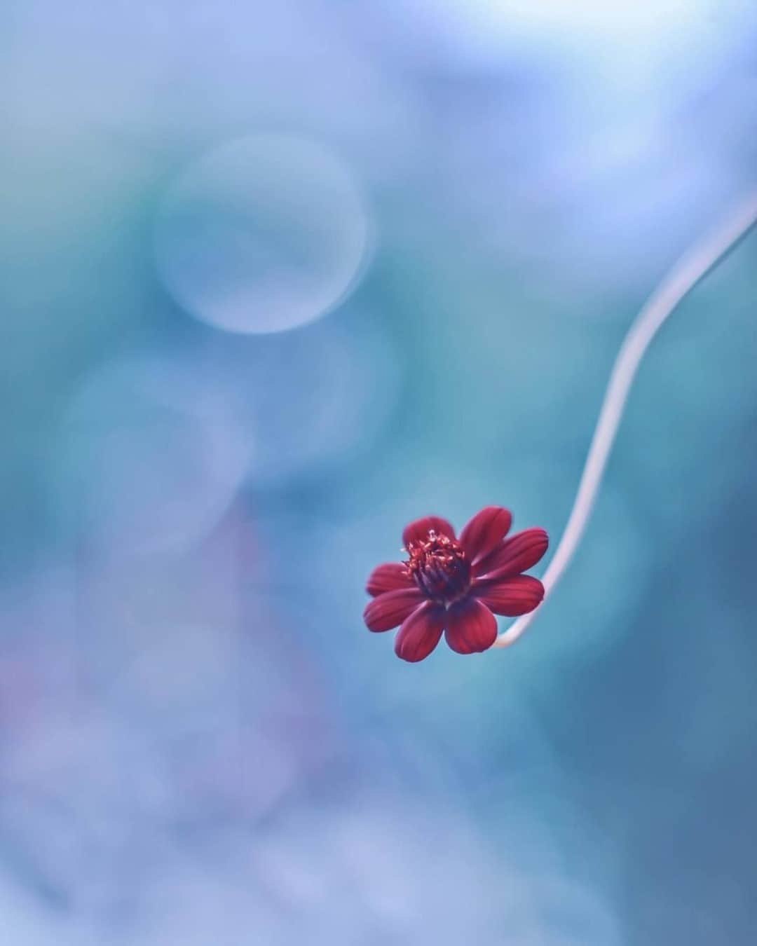 花の写真館のインスタグラム：「Photo by @ayuta.mori.⠀ https://instagram.com/ayuta.mori/⠀ .⠀ Original Post[投稿いただいたURL]⠀ https://www.instagram.com/p/CE8xznlg30C/⠀ .⠀ 本アカウントは、 #私の花の写真 をつけてInstagramに投稿された皆さまの花の写真や、「花の写真館」Facebookページで投稿された花の写真を紹介します。⠀ 「花の写真館」Facebookページは、「 @floral.photograph 」のプロフィールにあるURLからご覧ください。⠀ .⠀ ※各自、政府、自治体など公的機関の指示に従った行動をお願いします。⠀⠀ 東京カメラ部および分室では、写真を「見る楽しみ」を提供することを通して、微力ながら皆様にわずかな時間でも癒しをお届けしたいと思っております。⠀ ※本アカウントは東京カメラ部がFacebook、Instagramのサービスを利用して運営しているもので、Facebook社・Instagramとは一切関係ありません。⠀ .⠀ #花の写真館 #floralphotograph #floralphoto #flower #flowers⠀ Follow: @floral.photograph」