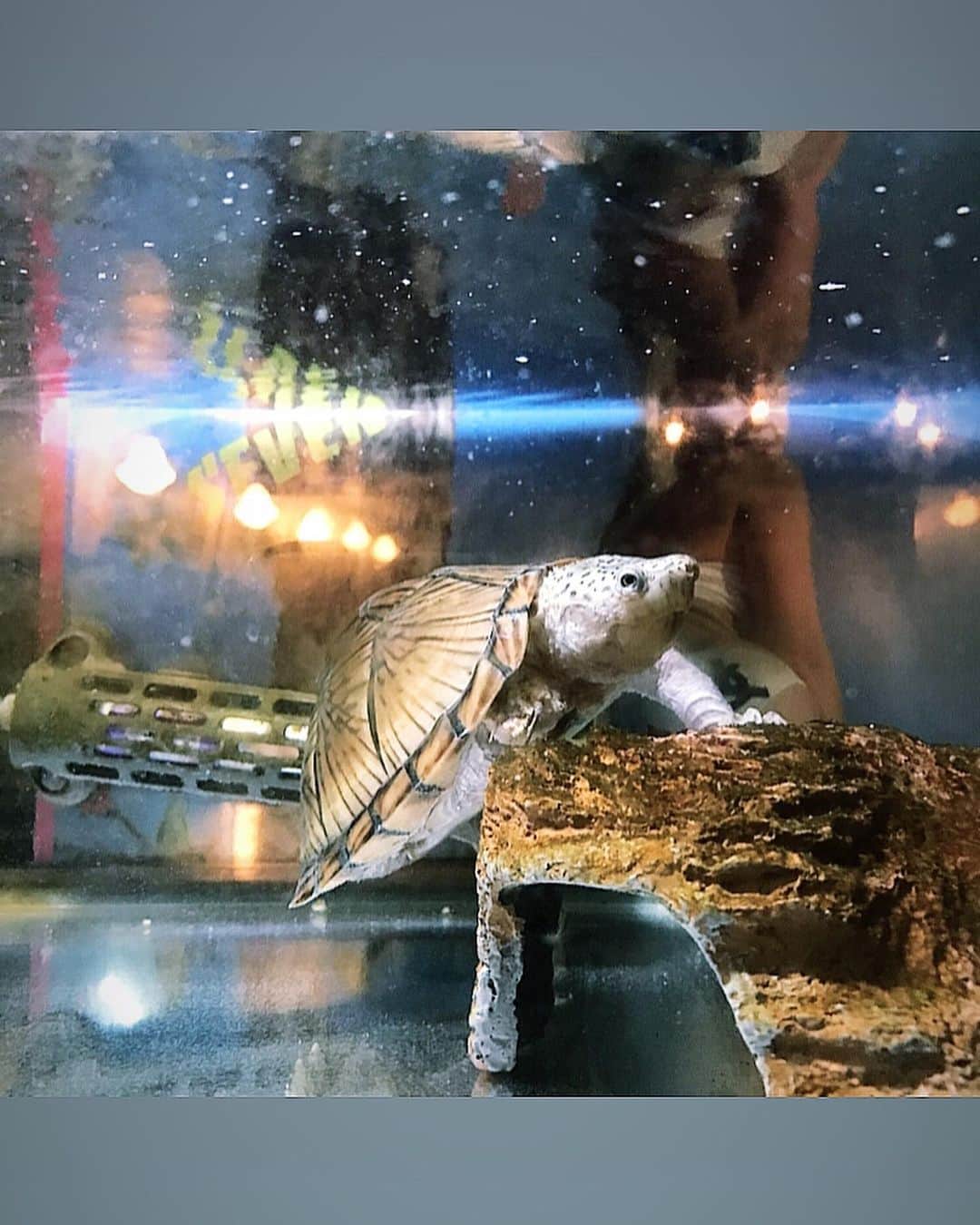 のインスタグラム：「🐢」