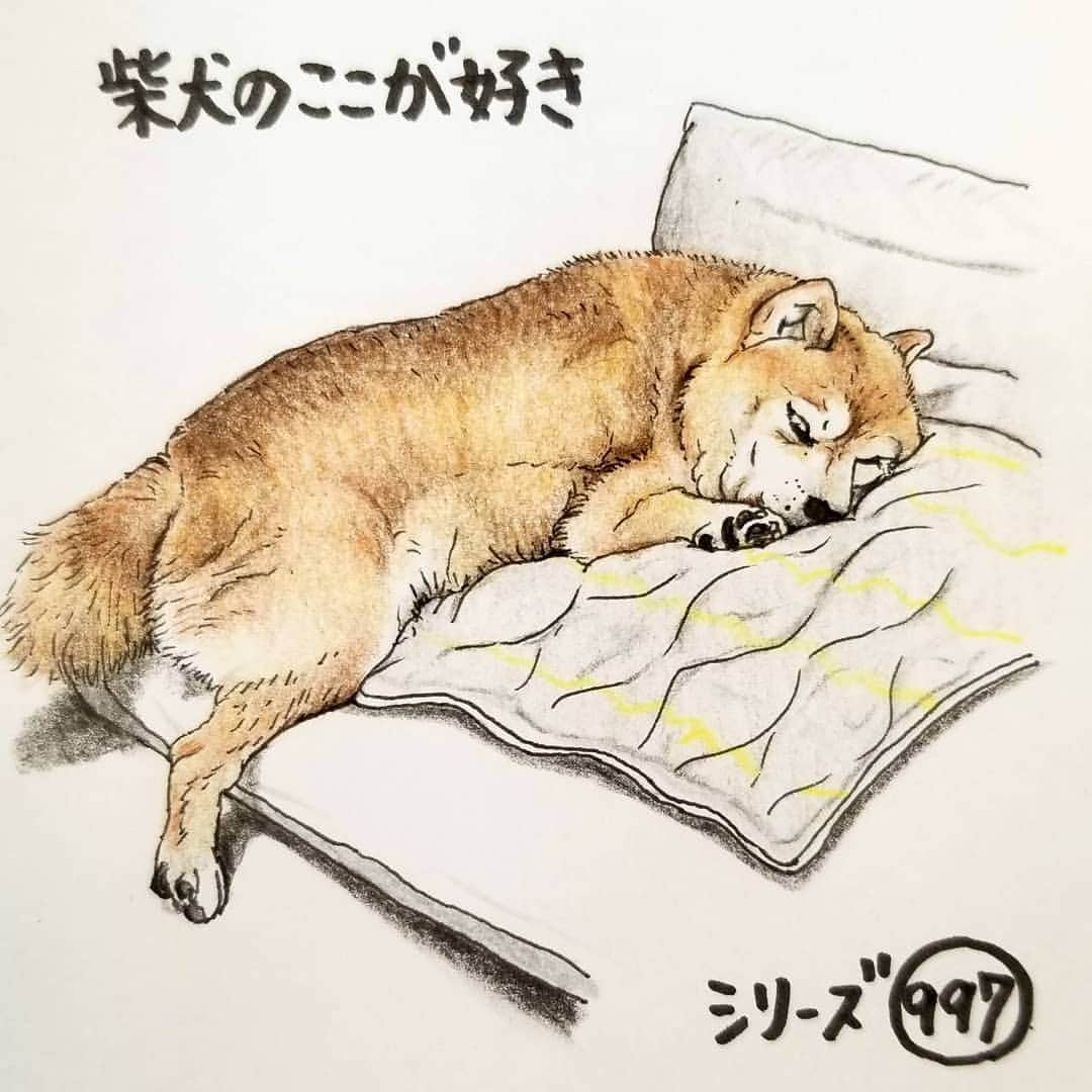 ハナとソラさんのインスタグラム写真 - (ハナとソラInstagram)「#ここ柴部  『柴犬のここが好きシリーズ997』 仕事で疲れて帰ってきて そのままソファに倒れ込んで 寝ちゃった人みたいに寝るとこ。  お散歩で疲れたの？ * モデルは @mameshiba_komugi さんとこのこむぎちゃんです💕 #柴犬のここが好き #favoritepartsofshibainu #illustration #illustgram #shibastagram #shibainu #colorpencil #柴犬 #イラスト #しばすたぐらむ #いらすとぐらむ #色鉛筆 #柴公園イラスト」9月25日 20時11分 - nsdikm_hanasora