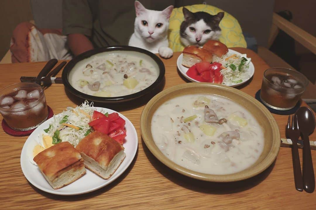 八、おこめさんのインスタグラム写真 - (八、おこめInstagram)「昨日の夕食。 根菜いっぱいクリームシチュー (かぶ、じゃがいも、蓮根、玉葱＋しめじ、豚ひき肉) サラダとフォカッチャ 今日はお父はんお仕事だから、3人でのんびりダラダラ〜っと2日目シチューを食べる♩ 2枚目→また、ほっぺチュ〜してる。なんでやろ？w #クリームシチュー #根菜 #八おこめ #ねこ部 #cat #ねこ #猫 #ネコ #八おこめ食べ物」9月25日 20時14分 - naomiuno