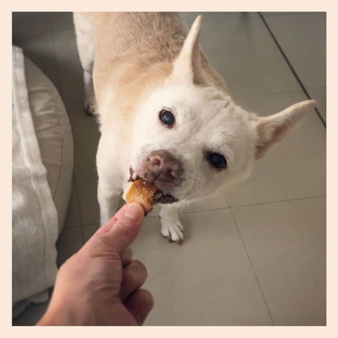 パンといっぴきのインスタグラム：「🥖❤️   #元保護犬 #雑種犬 #crossbreed #mixdog #キップル14歳」