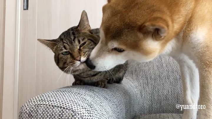 ゆうとろ（柴犬ゆうと猫のとろ）のインスタグラム