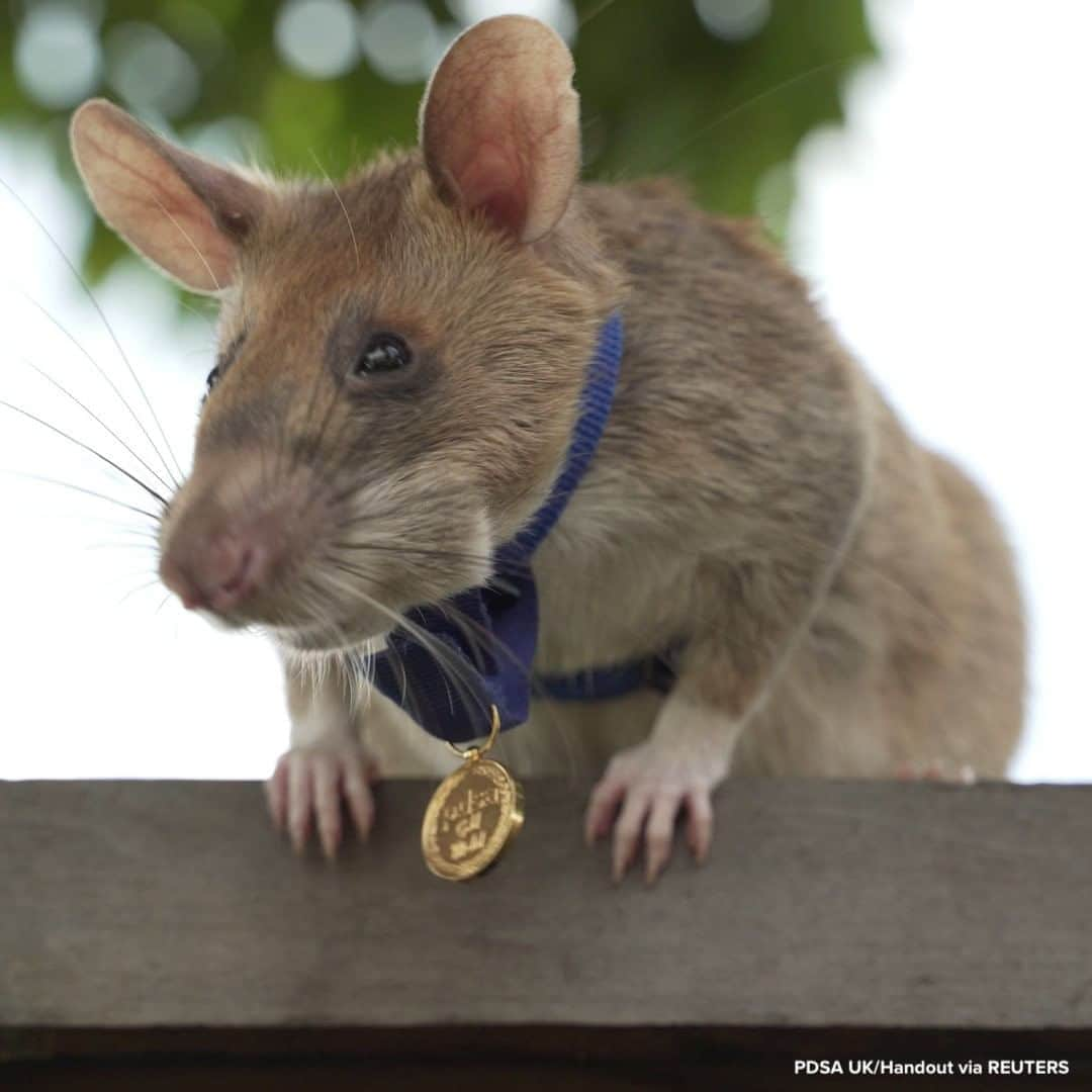 ABC Newsさんのインスタグラム写真 - (ABC NewsInstagram)「"For animal gallantry or devotion to duty."  This rat has been awarded a gold medal from a veterinary charity for his work detecting landmines in Cambodia. #animals #landmines #rat #cambodia」9月25日 20時44分 - abcnews