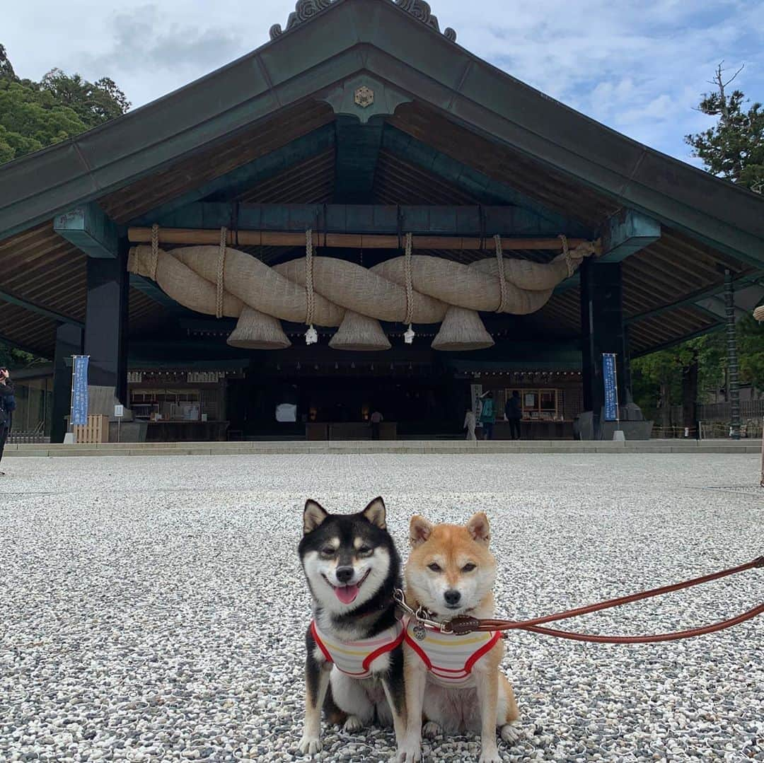 豆柴なつ&ふゆのインスタグラム