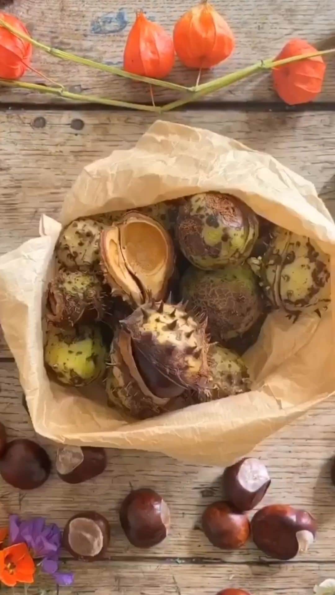 Tea and sittingのインスタグラム：「🌿🌰 I love how conkers always seem to bring people such joy...I found myself instantly happy in an unexpected moment yesterday when I stumbled on a hoard and was unable to stop filling my handbag with them, and then today I saw an old lady doing the very same thing! ...This little film is dedicated to all those conker lovers out there!🌰🌿 #conkerlove #horsechestnut #autumfeeling」