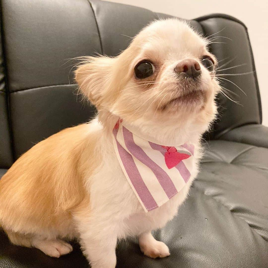 青山愛菜さんのインスタグラム写真 - (青山愛菜Instagram)「ショートカットにしたの♪ぺろ #きなこ　#chihuahua #ロングコートチワワ」9月25日 21時04分 - ainamnsl