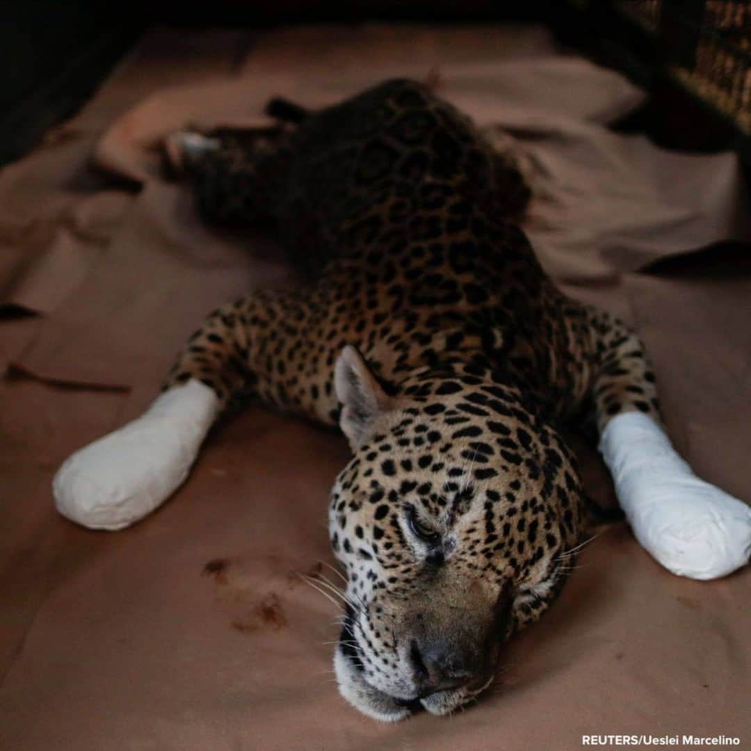 ABC Newsさんのインスタグラム写真 - (ABC NewsInstagram)「An adult male jaguar named Ousado rests during treatment for burn injuries on his paws after a fire in Pantanal, Brazil. #jaguar #animals #animalrescue #brazil」9月25日 21時13分 - abcnews