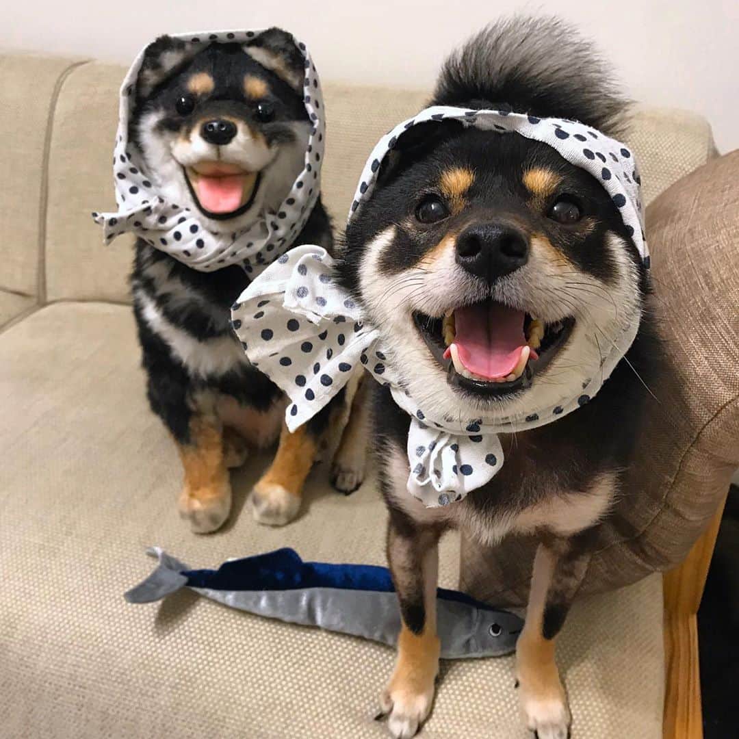 まめ丸のインスタグラム：「* * 【 金曜日の #居酒屋まめ丸 🐶🍺】 * 今週も1週間、おつかれさま🐶💓 サンマはじめたよー🐟 今年は高いー🐶💦 * 【Taverna“MAMEMARU”🐶🍺】 TGIF🐶🍺💓 * #しっぽが髪にみえるね🤣 #まめ丸双子店長 #サンマはじめました * #柴犬#豆柴#柴#黒柴#黒豆柴#犬#しばいぬ#shiba#shibainu#shibastagram#shibadog#shibapuppy#puppy#instadog#dogstagram#dog#instashiba#petstagram#pet#cute#cutedog#강아지#멍스타그램#weeklyfluff#まめ丸サンマ#まめ丸双子疑惑」