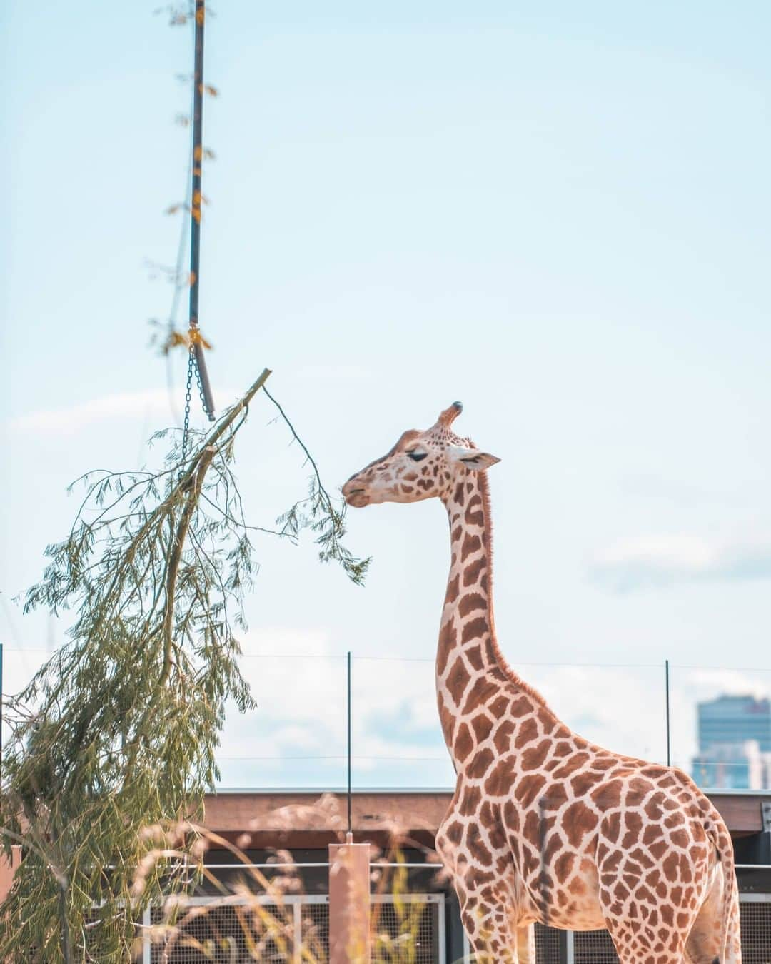 タロンガ動物園さんのインスタグラム写真 - (タロンガ動物園Instagram)「🦒+🍃= ☺️  📸 courtesy of @changingtides__  #forthewild #australia #seeaustralia #tarongazoo #tarongazoosydney #visitnsw #forthewild #visitnsw #australia #sydney #beautifuldestinations #sydneygems #ig_australia_ #earthfocus #loveNSW #NewSouthWales #magicalmoments #tripmoments #visitnsw #wearestillopen #africa #savannah #giraffe @sydney @visitnsw @australia @awpcreativemedia」9月26日 7時00分 - tarongazoo