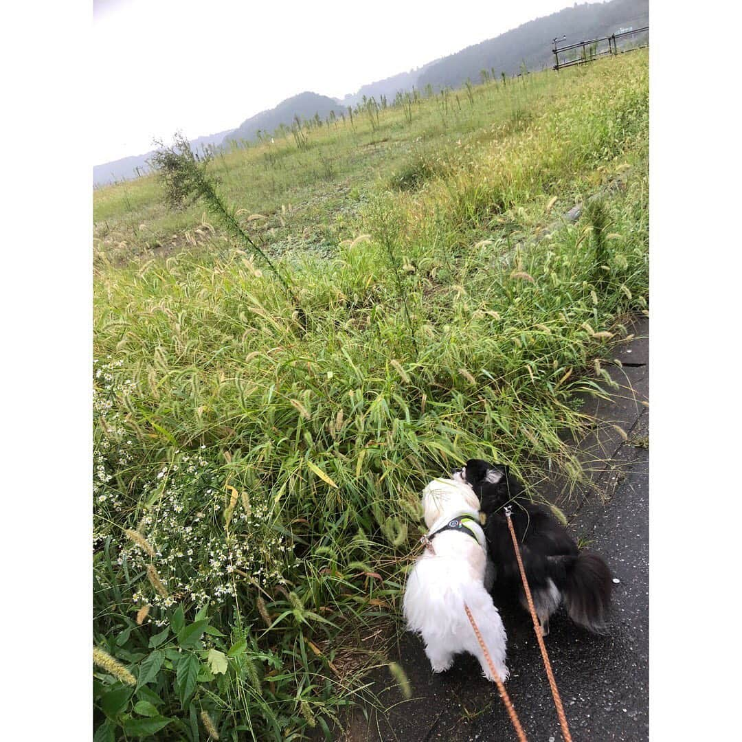 小野真弓さんのインスタグラム写真 - (小野真弓Instagram)「おはようございます☔️ 霧雨あさんぽ行ってきました🐶🐶🙋‍♀️🌸 植物キラキラ🌿 びちゃびちゃになったけど、 早朝のお外は、やっぱり気持ちがいい〜✨ 良い週末を(๑･̑◡･̑๑) #チワワ#ハナちゃん #チワマル#ハルくん #あさんぽ#雨降り#いぬすたぐらむ #いぬばか部 #薔薇#朝顔#秋桜#草花#どんぐり#早起き家族#田舎暮らし#千葉暮らし#犬のいる暮らし#朝の風景 #chihuahua #maltese #mixdog#doglover  二日ぶりのお散歩にハナハル大興奮💨✨ じぶんちの庭は家のうちー🏡 お散歩には入りませーん(￣▽￣)byハナハル🐶🐶 だんだん慣れて、どんどん贅沢になるわんこ様😂👑」9月26日 7時15分 - hanaharuaroi