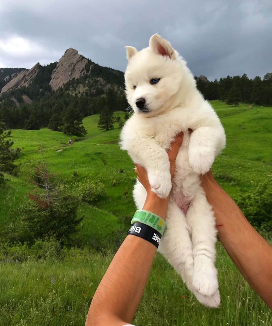 Style Fashion Luxuryのインスタグラム：「Cute husky Luna 😍  Tag someone who loves dogs 🐶」
