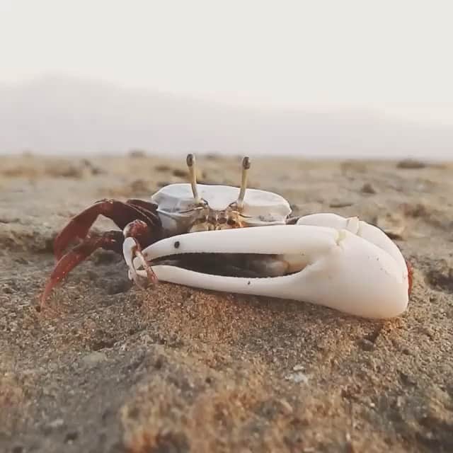 WildLifeのインスタグラム：「By @fahdbinjumah」