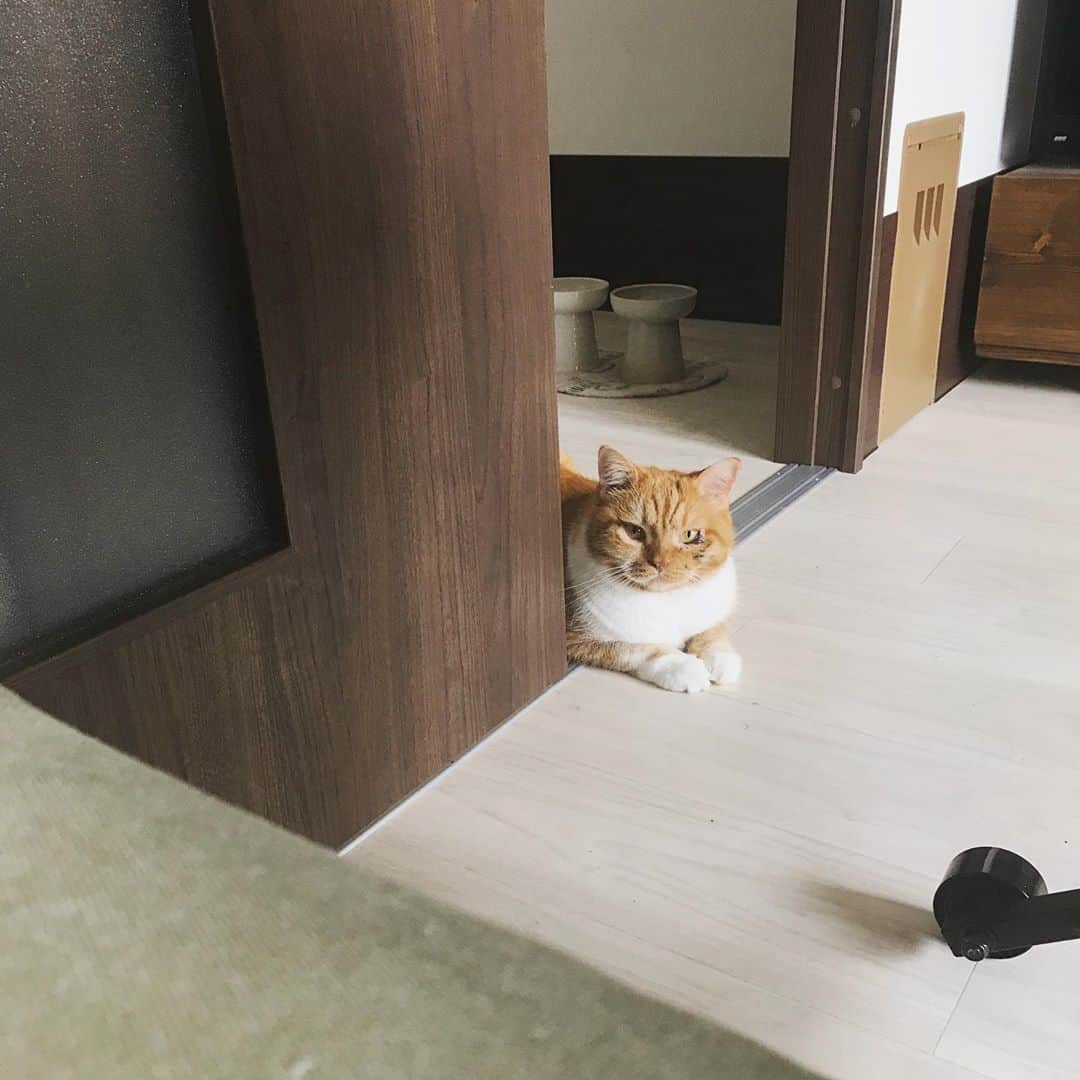 umeのインスタグラム：「はらぺこアピール。 ・ ・ ・ #こまめ #🐈」