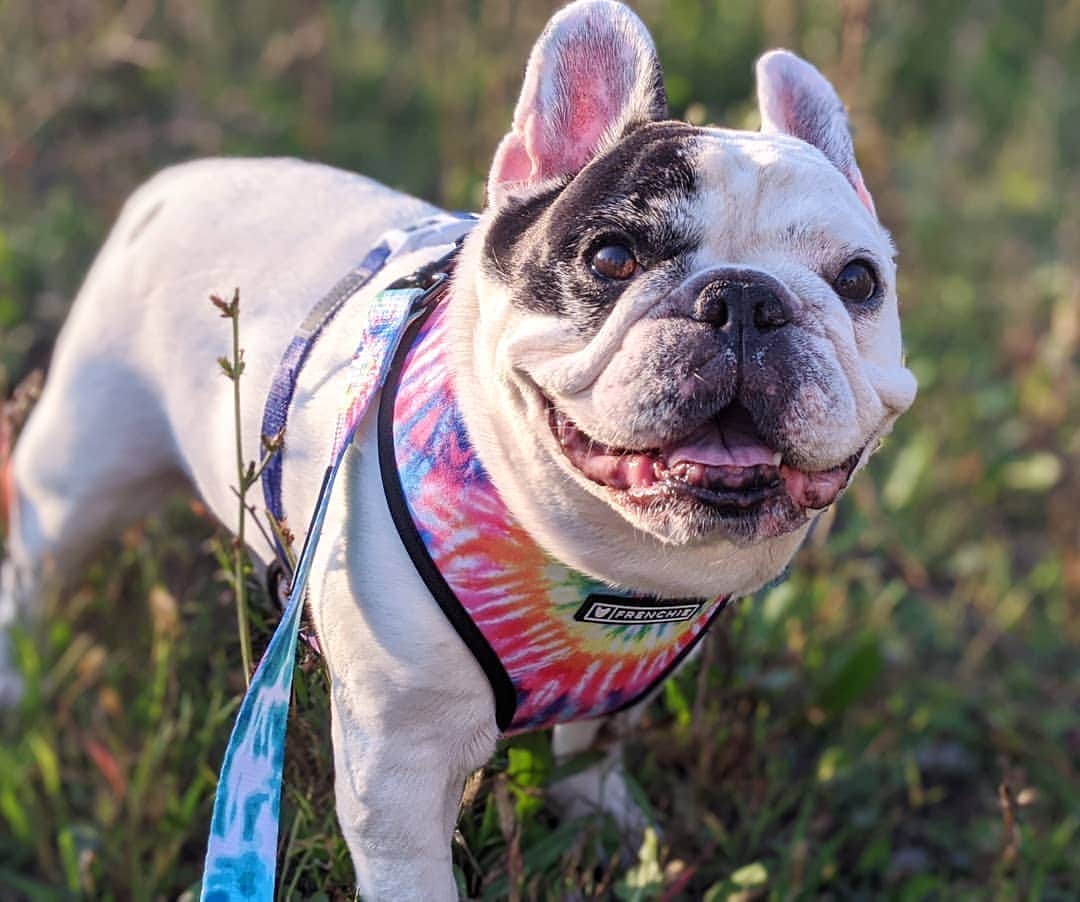 Manny The Frenchieのインスタグラム：「Here's a smile to brighten your day! 😃  . Tie dye harness & leash @frenchie_bulldog」