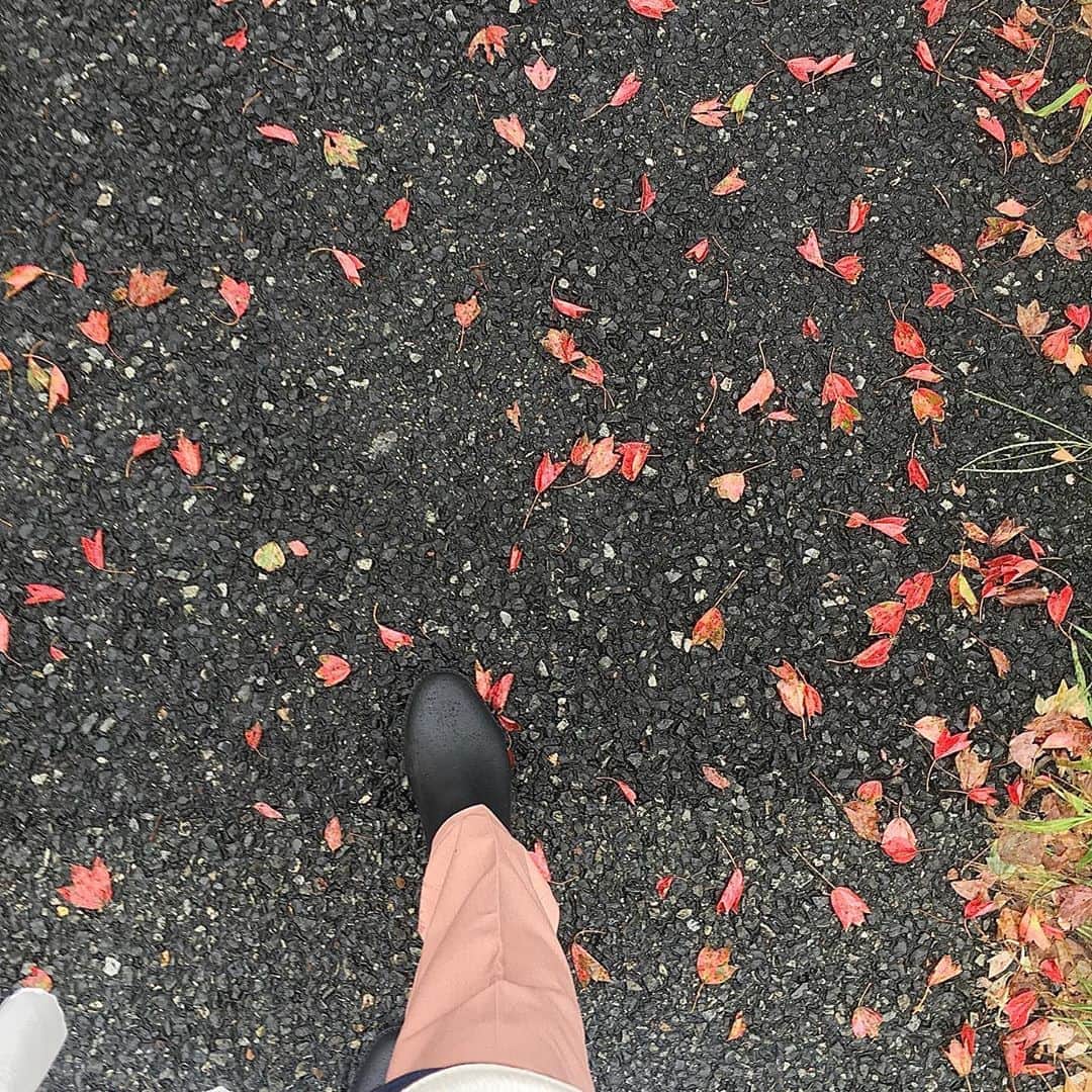 石川琴允さんのインスタグラム写真 - (石川琴允Instagram)「▶︎おはようございます。 : : 昨日の朝、ロケ現場まで歩いて いる途中に通った道が もう、秋めいていたのでお裾分け🍁🍂 : : 紅葉している葉がもう あるんですね ✨ : : そして今日も少し肌寒い中 いってきます ✨ : : 素敵な一日を🎶 : : #紅葉 #道 #芦屋」9月26日 8時08分 - kotopon09