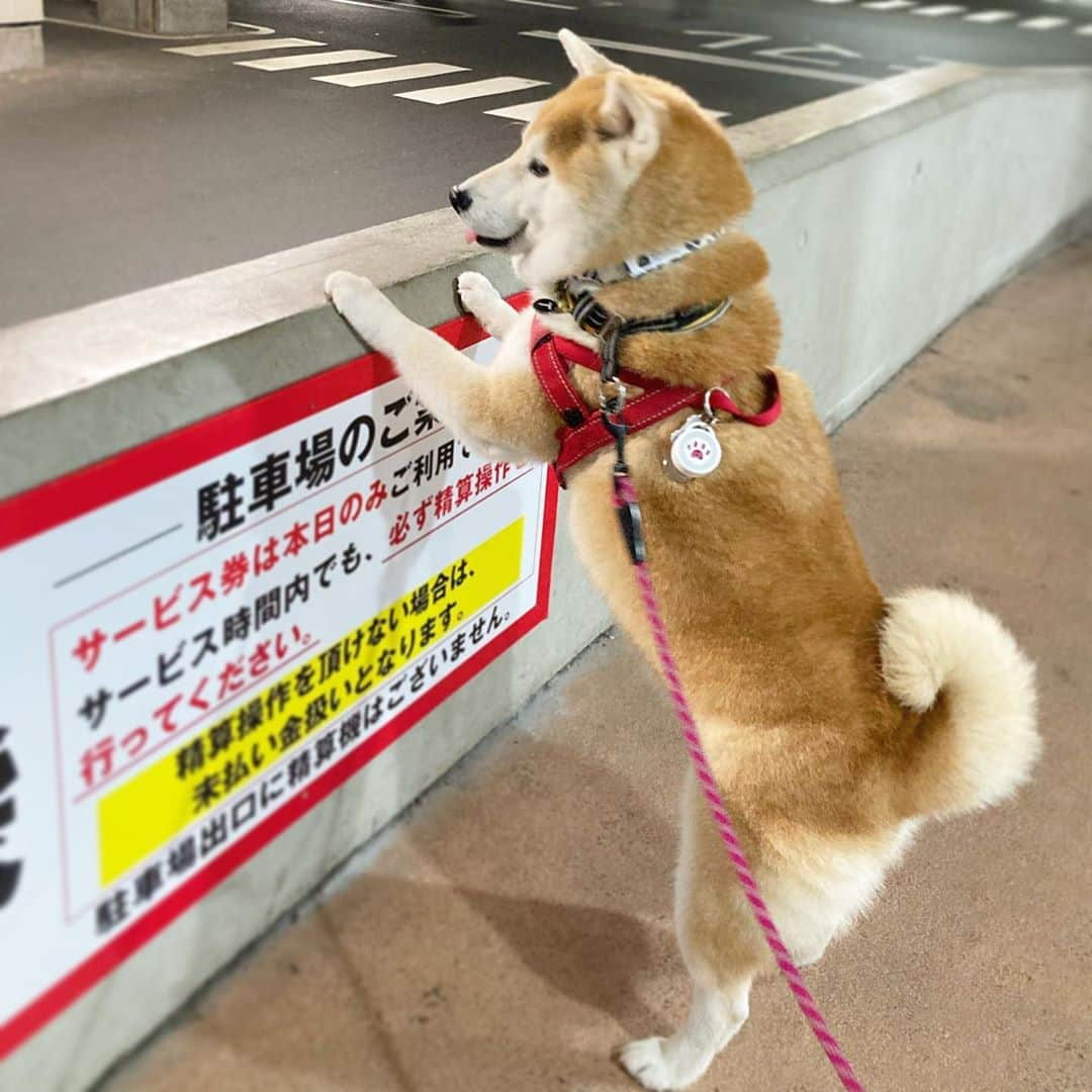 てんパパさんのインスタグラム写真 - (てんパパInstagram)「のんびり屋内駐車場向かってたら、閉館時間になったのか、電気消された。 #ウォールてん　#進撃の柴犬　#50cm級　#てんこが立った　#23時」9月25日 23時31分 - tenchan.shiba