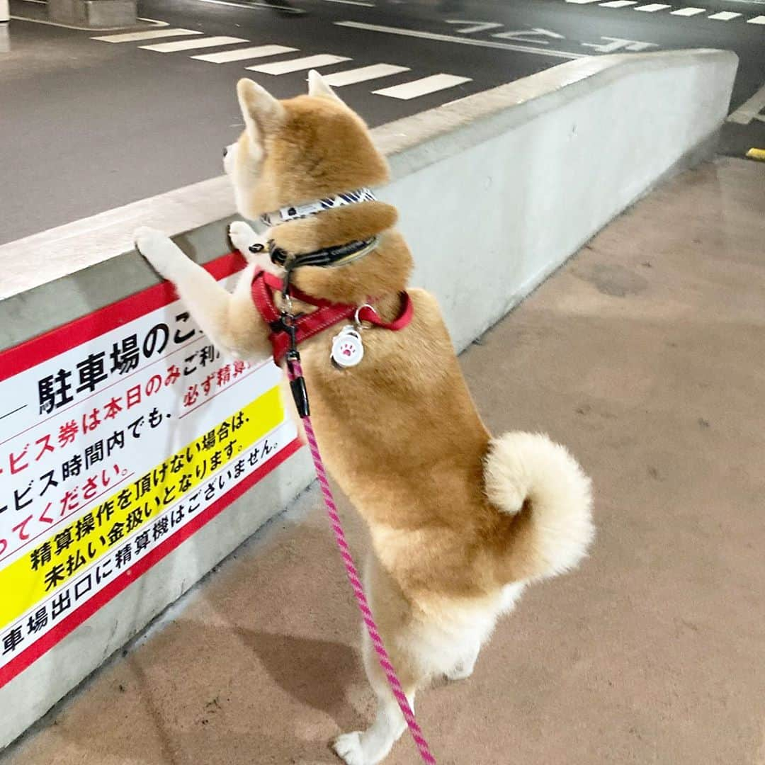 てんパパさんのインスタグラム写真 - (てんパパInstagram)「のんびり屋内駐車場向かってたら、閉館時間になったのか、電気消された。 #ウォールてん　#進撃の柴犬　#50cm級　#てんこが立った　#23時」9月25日 23時31分 - tenchan.shiba