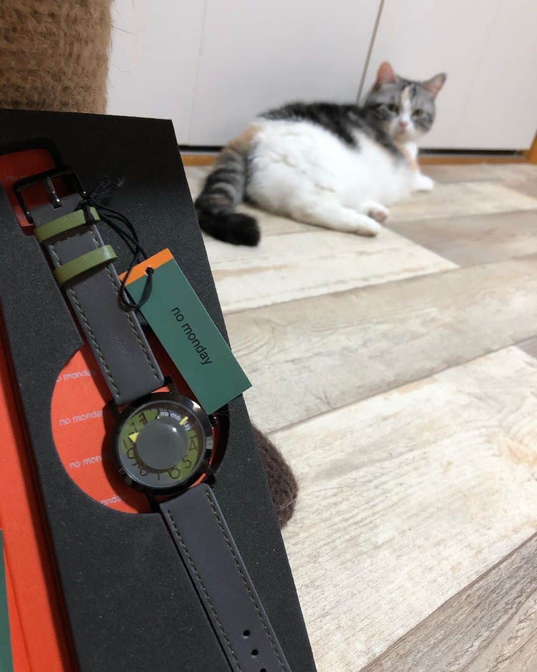 kamunaさんのインスタグラム写真 - (kamunaInstagram)「パンチクリン社長は時計が必要です⌚️😆 こちらの時計ちょっと遊び心あるデザインで　前々から気になっておりました。週末につけようとおもいます。遊び心ある上に手に取ると高級感がありました。 とても素敵です❤️  #nomonday#ノーマンデー#腕時計#時計#手元倶楽部 クーポンコード発行していただきました！ 『tansoip』 使用で10パーセントオフになります。  #ねこ#cat#catofinstagram#cats#マンチカン部#多頭飼い#パンチクリン健太#マンチカン#munchkin #短足#ねこ好き#ねこのいる生活#bestmeow#pecoねこ部#pecotv#club_of_cats#catsoftheday#instacat_meows#cats_of_world#cat_features#kitties」9月25日 23時36分 - tansoku_love