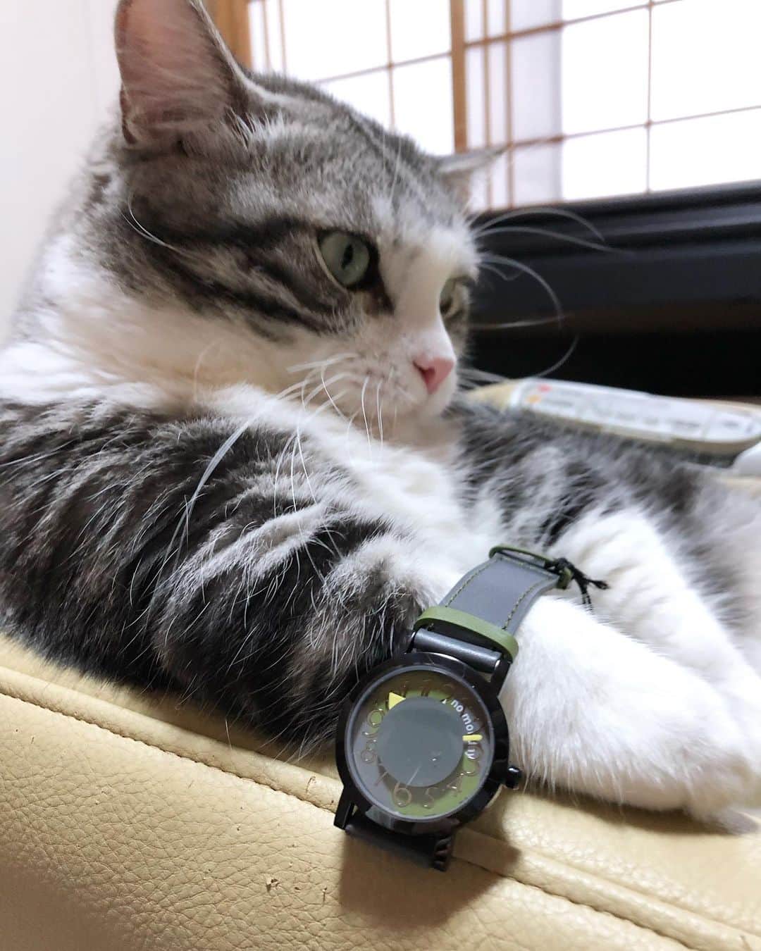 kamunaさんのインスタグラム写真 - (kamunaInstagram)「パンチクリン社長は時計が必要です⌚️😆 こちらの時計ちょっと遊び心あるデザインで　前々から気になっておりました。週末につけようとおもいます。遊び心ある上に手に取ると高級感がありました。 とても素敵です❤️  #nomonday#ノーマンデー#腕時計#時計#手元倶楽部 クーポンコード発行していただきました！ 『tansoip』 使用で10パーセントオフになります。  #ねこ#cat#catofinstagram#cats#マンチカン部#多頭飼い#パンチクリン健太#マンチカン#munchkin #短足#ねこ好き#ねこのいる生活#bestmeow#pecoねこ部#pecotv#club_of_cats#catsoftheday#instacat_meows#cats_of_world#cat_features#kitties」9月25日 23時36分 - tansoku_love
