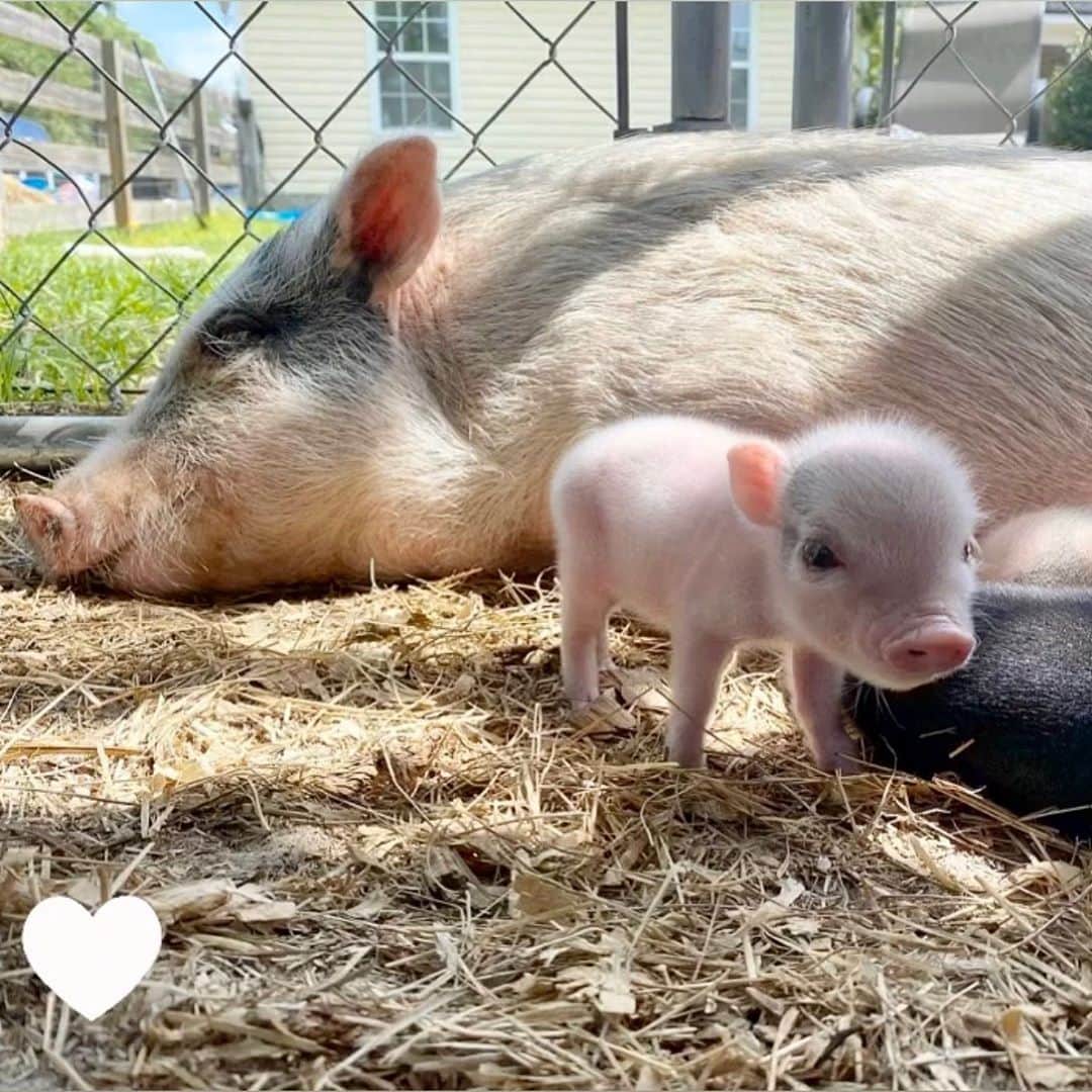 Priscilla and Poppletonさんのインスタグラム写真 - (Priscilla and PoppletonInstagram)「It’s Parent/Teacher Conference Day which means no online classes for me and Pop, so we are helping on the farm today!🐷💕🤠  . Piggy please take a moment and go to tractorsupply.com/rescueyourrescue (link in bio) and vote for our rescue, Prissy and Pop’s Helping Hooves. All you have to do is click the white heart on the pic of Mama Blossom the pig next to piglet Sprout (swipe to see) to vote. Please help us spread the word by reposting the pic and asking your friends and followers to vote. This prize could go a long way in helping us lend a hoof to our rescued farm friends. ThOINKs so much for your support!💝#rescueyourrescue #contest #prissyandpopshelpinghooves #FarmerPrissy #PrissyandPop」9月25日 23時38分 - prissy_pig