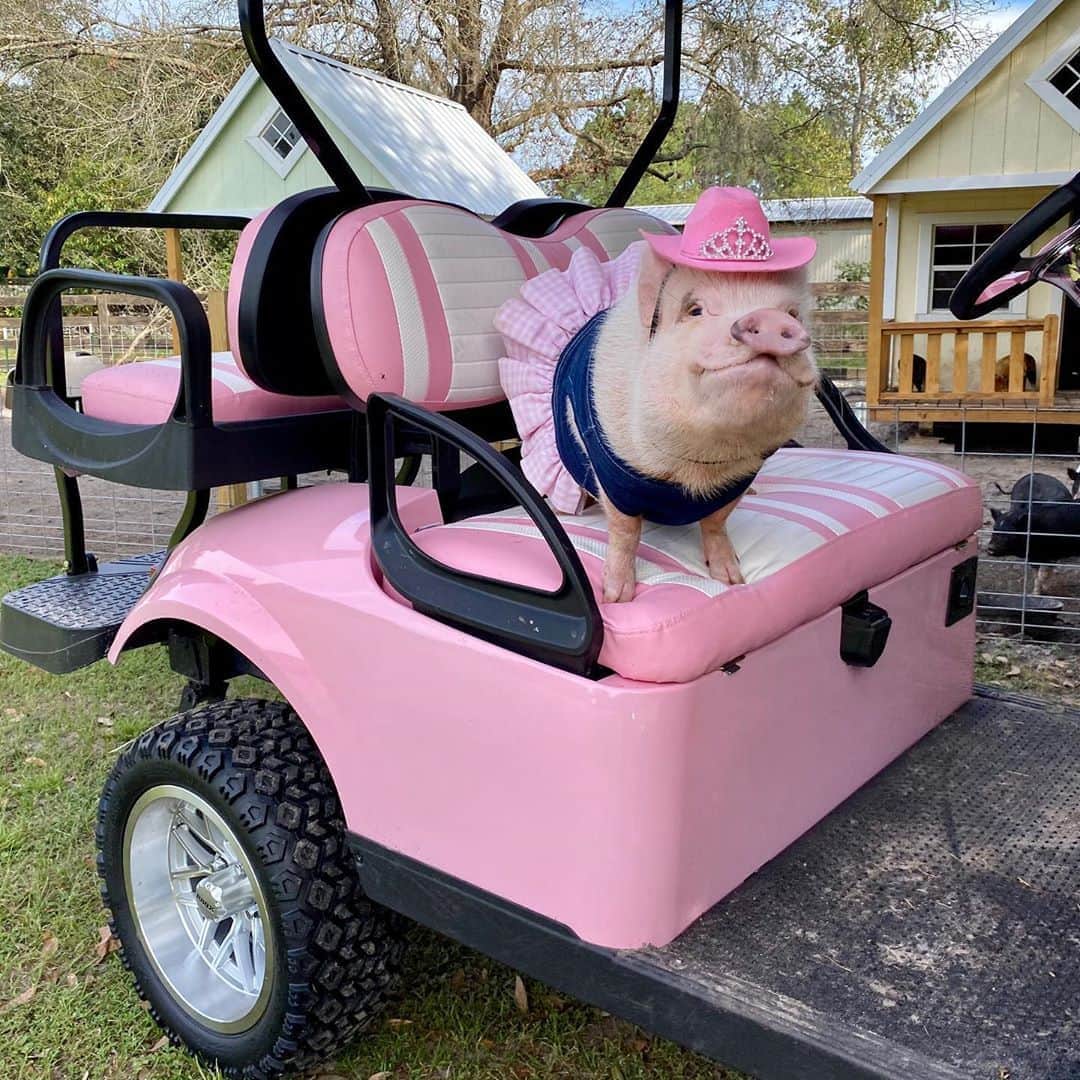 のインスタグラム：「It’s Parent/Teacher Conference Day which means no online classes for me and Pop, so we are helping on the farm today!🐷💕🤠  . Piggy please take a moment and go to tractorsupply.com/rescueyourrescue (link in bio) and vote for our rescue, Prissy and Pop’s Helping Hooves. All you have to do is click the white heart on the pic of Mama Blossom the pig next to piglet Sprout (swipe to see) to vote. Please help us spread the word by reposting the pic and asking your friends and followers to vote. This prize could go a long way in helping us lend a hoof to our rescued farm friends. ThOINKs so much for your support!💝#rescueyourrescue #contest #prissyandpopshelpinghooves #FarmerPrissy #PrissyandPop」