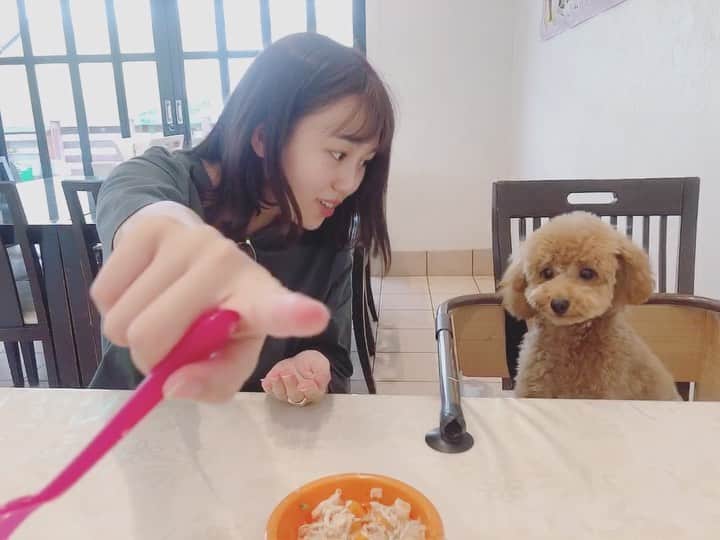 澤田桃佳のインスタグラム：「ただただ、こてつにご飯をあげる澤田 . . . . . #ドックカフェ #トイプードル　#dog #lunch #cafe」