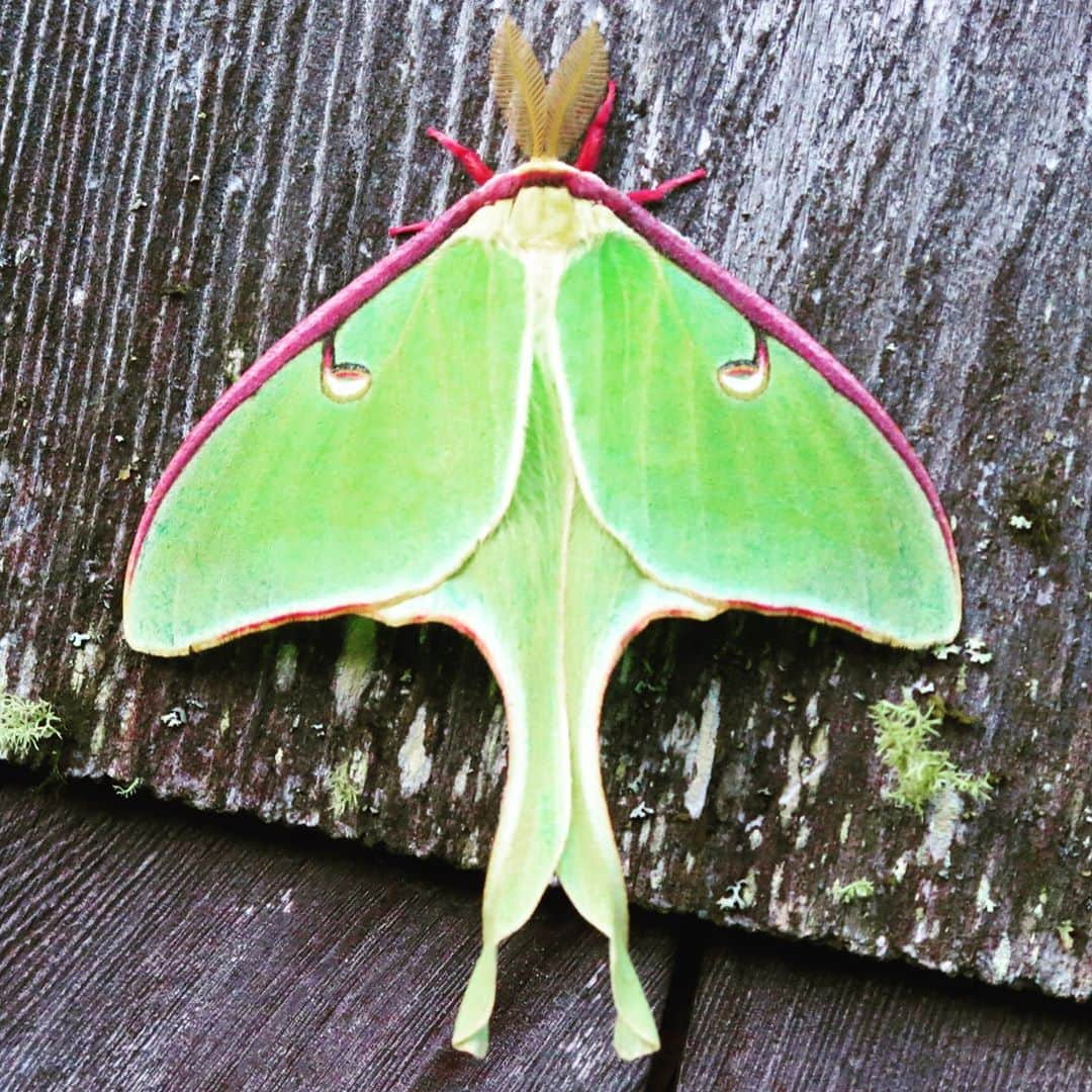 コール・ウィットルさんのインスタグラム写真 - (コール・ウィットルInstagram)「POST HIBERNATION 🦋💚lets grow together. 一緒に成長しましょう ‼️🪐‼️」9月26日 0時33分 - yeahboiiicole