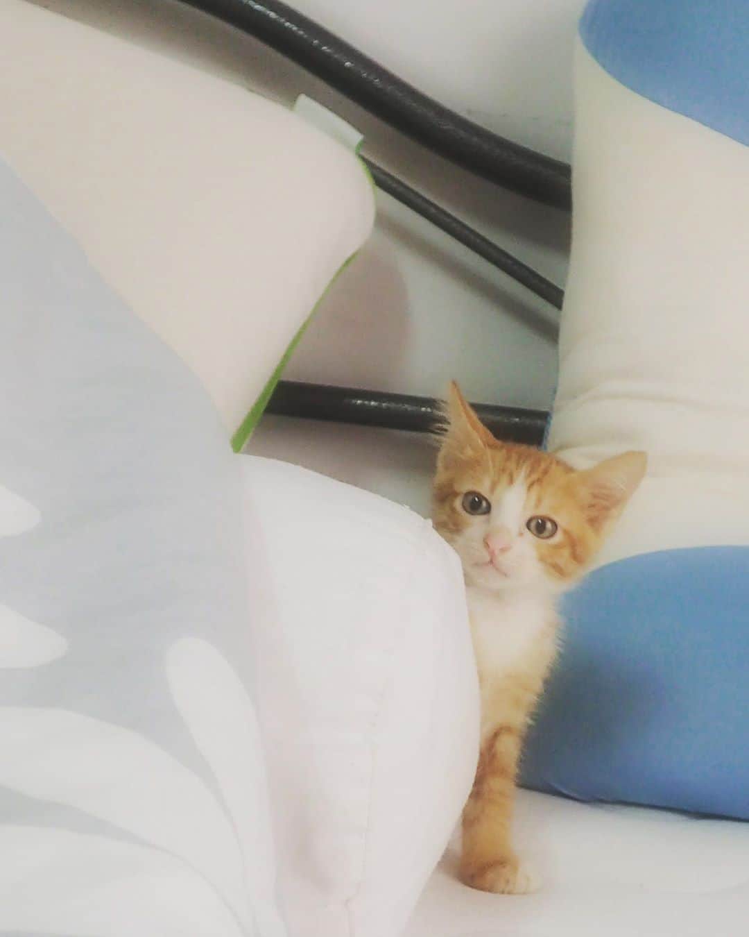 tamatamagoさんのインスタグラム写真 - (tamatamagoInstagram)「Baby Honey☺️😼 　 赤ちゃんハニたん😊 ちっちゃかったね😆 　 おやすみなさーい⭐️ 　  2020/09/25 　  #猫　#ねこ　#茶トラ　#茶トラ男子部 #保護猫　#タイ猫　#ねこすたぐらむ #にゃんすたぐらむ #犬と猫どっちも飼ってると毎日たのしい #ペコねこ部 #pecotv #orangecat #gingercat #orangetabby #cute #catstagram #cats_of_instagram #meowstagram #kittensofinstagram #catthailand #แมว #แมวไทย」9月26日 0時41分 - tamatamago