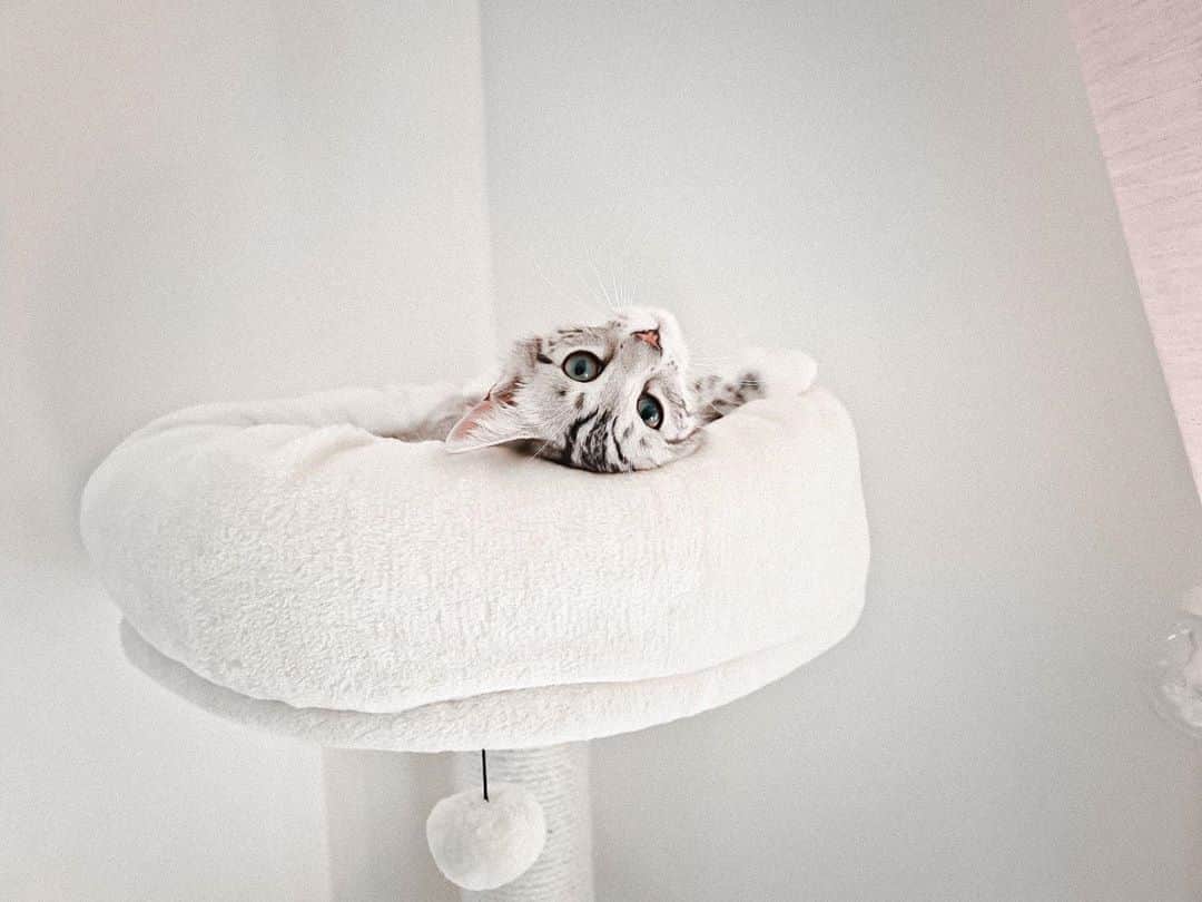 VIRAL PETSのインスタグラム：「don't mind me just chillin✨」