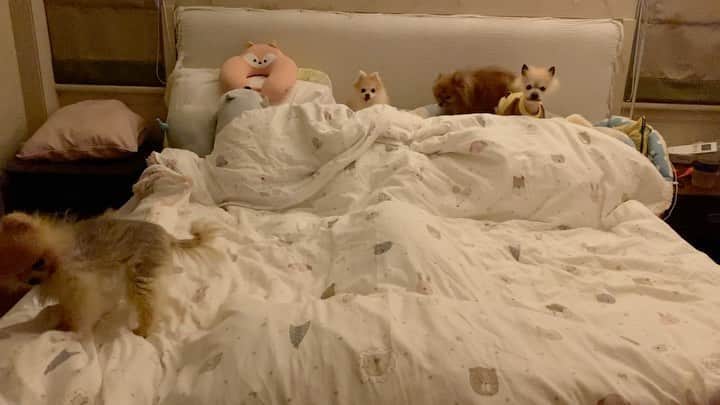 r_oseのインスタグラム：「Mini is so busy before bed🧸〰️」